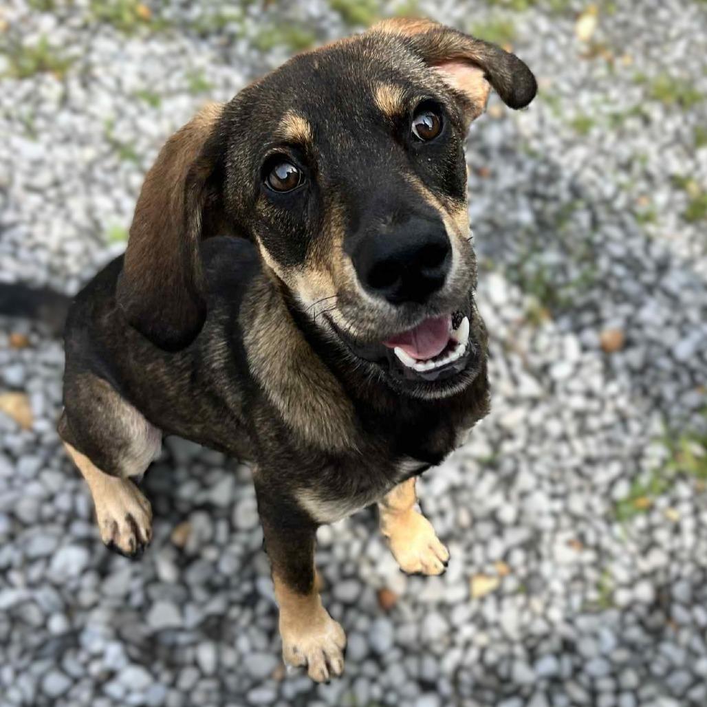 Enlarge Maisy, a Adoptable Beagle in Clarksville, TN image 1/4