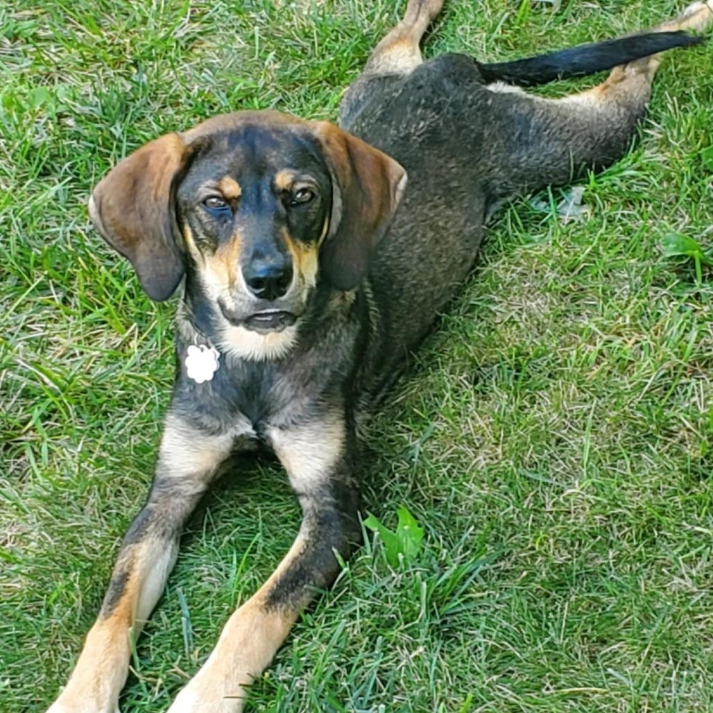 Enlarge Maisy, a Adoptable Beagle in Clarksville, TN image 2/4