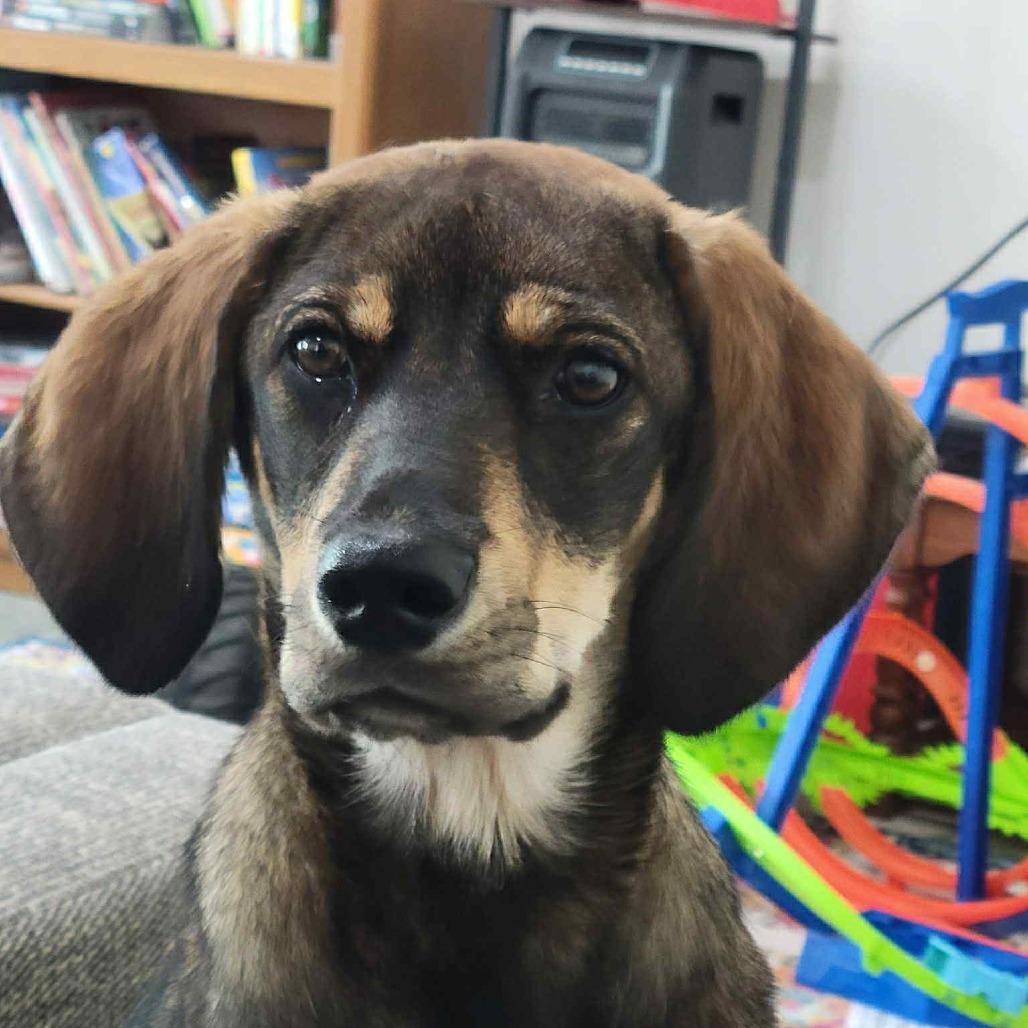 Enlarge Maisy, a Adoptable Beagle in Clarksville, TN image 3/4