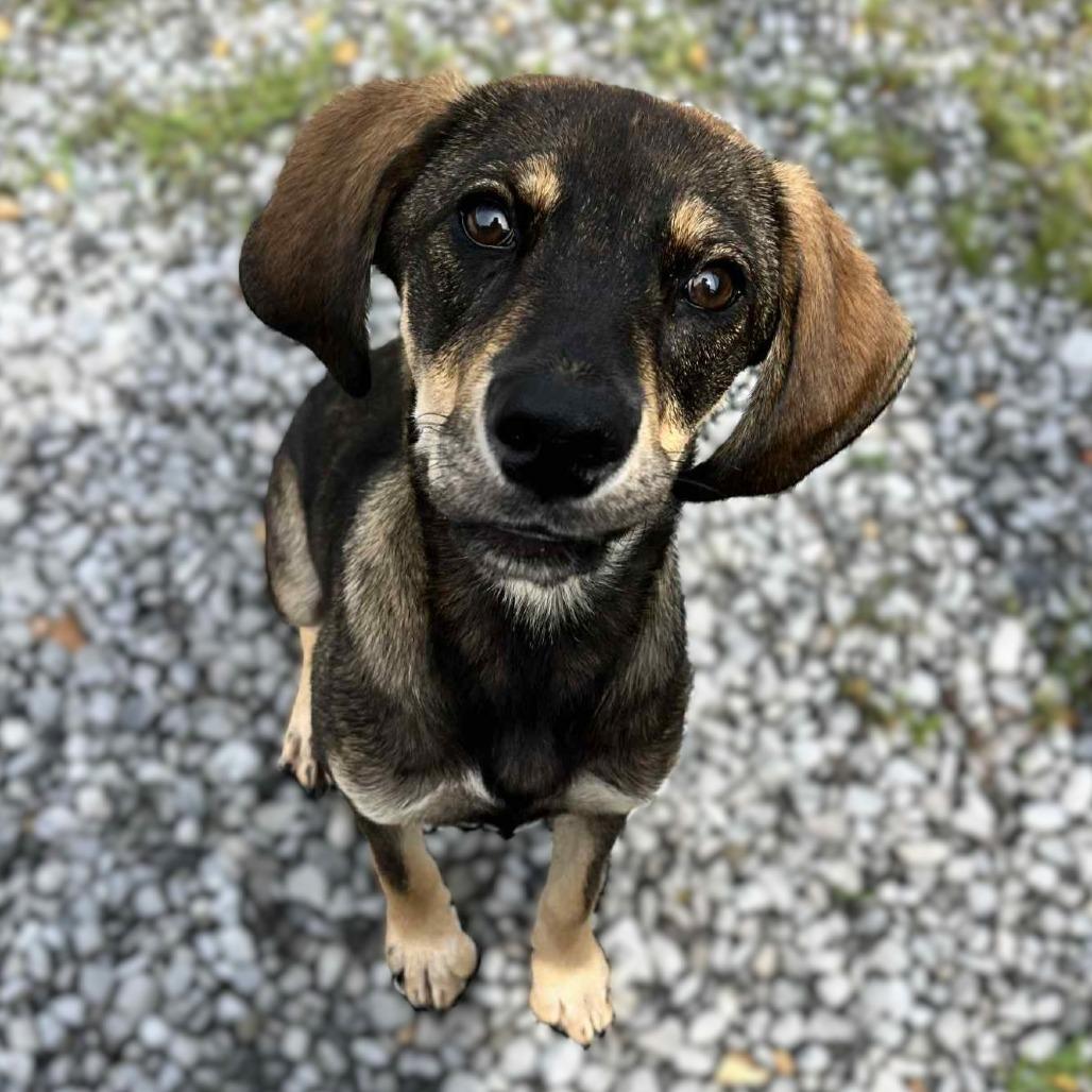 Enlarge Maisy, a Adoptable Beagle in Clarksville, TN image 4/4