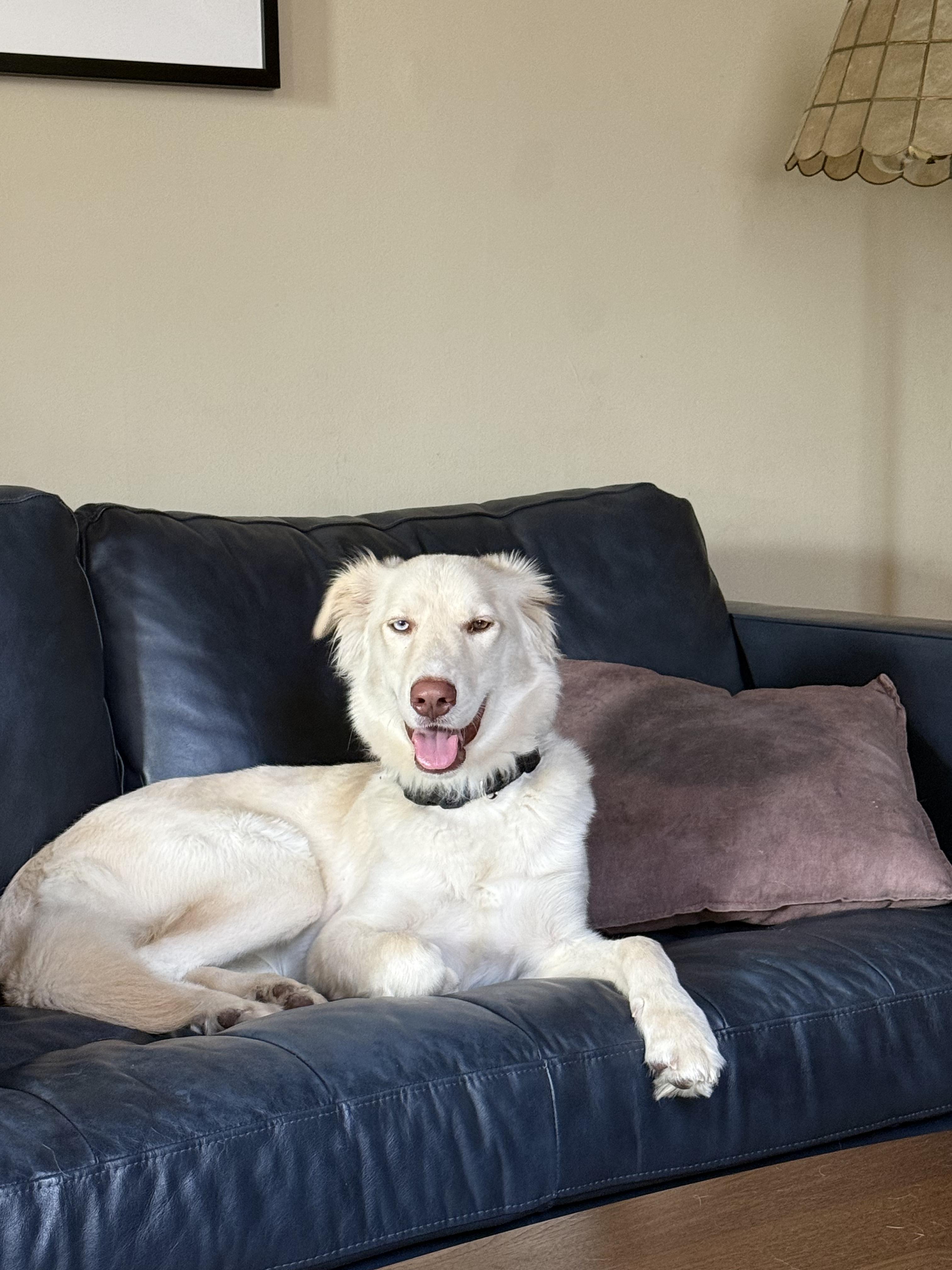Enlarge Bird, a Adoptable mixed breed in Vernon, CT image 3/6