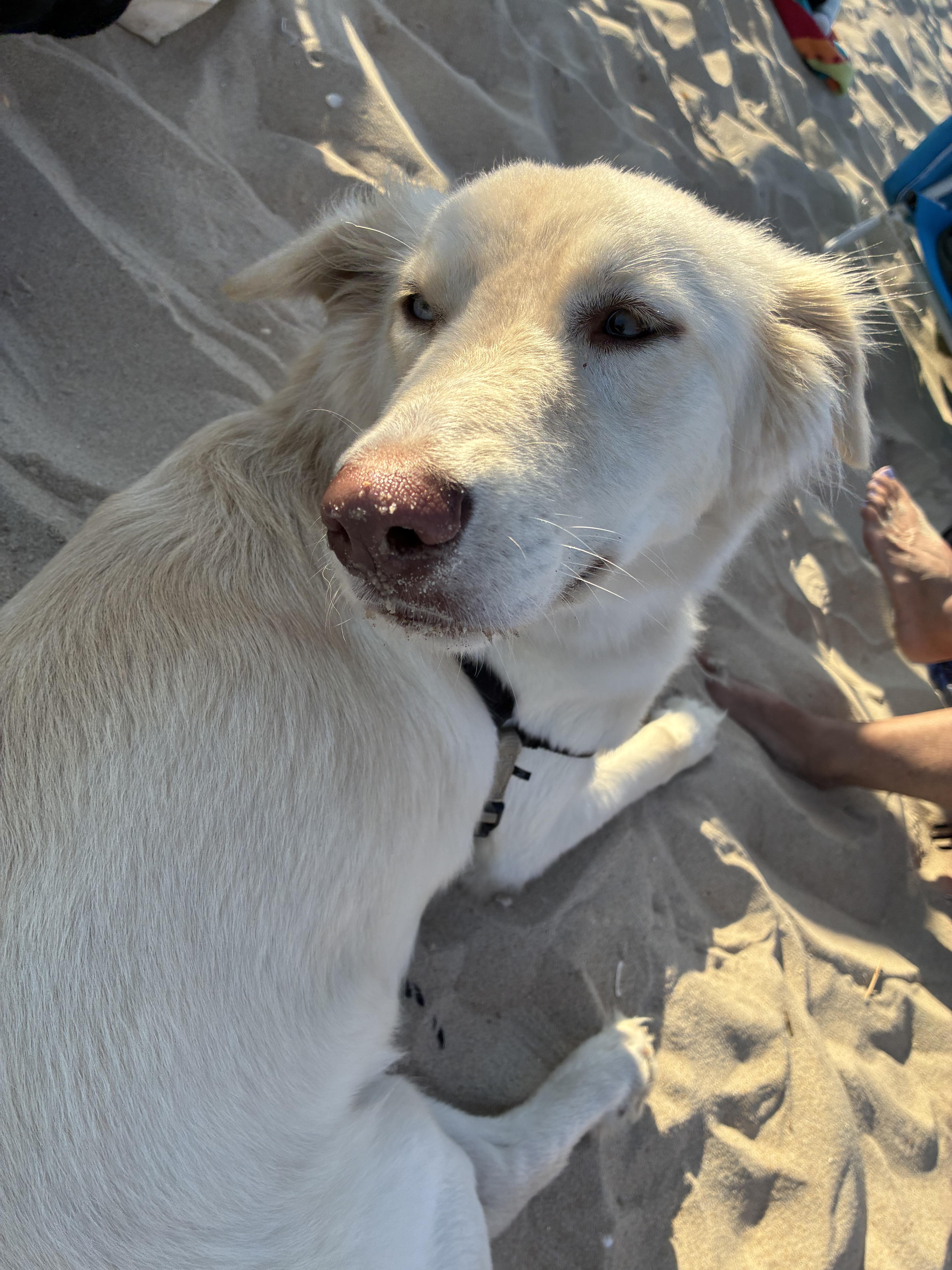 Enlarge Bird, a Adoptable mixed breed in Vernon, CT image 2/6