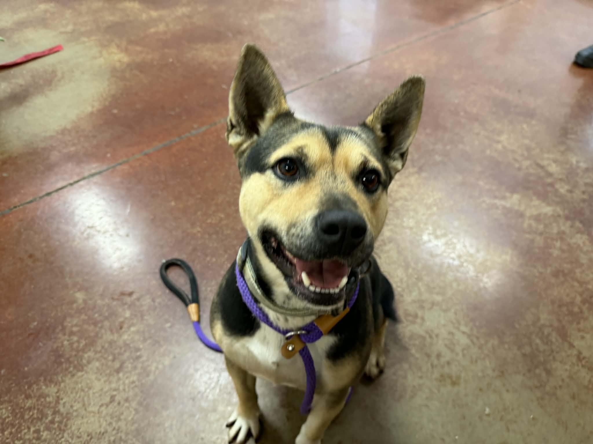 Enlarge Holly, a Adoptable mixed breed in Shelbyville, KY image 1/3