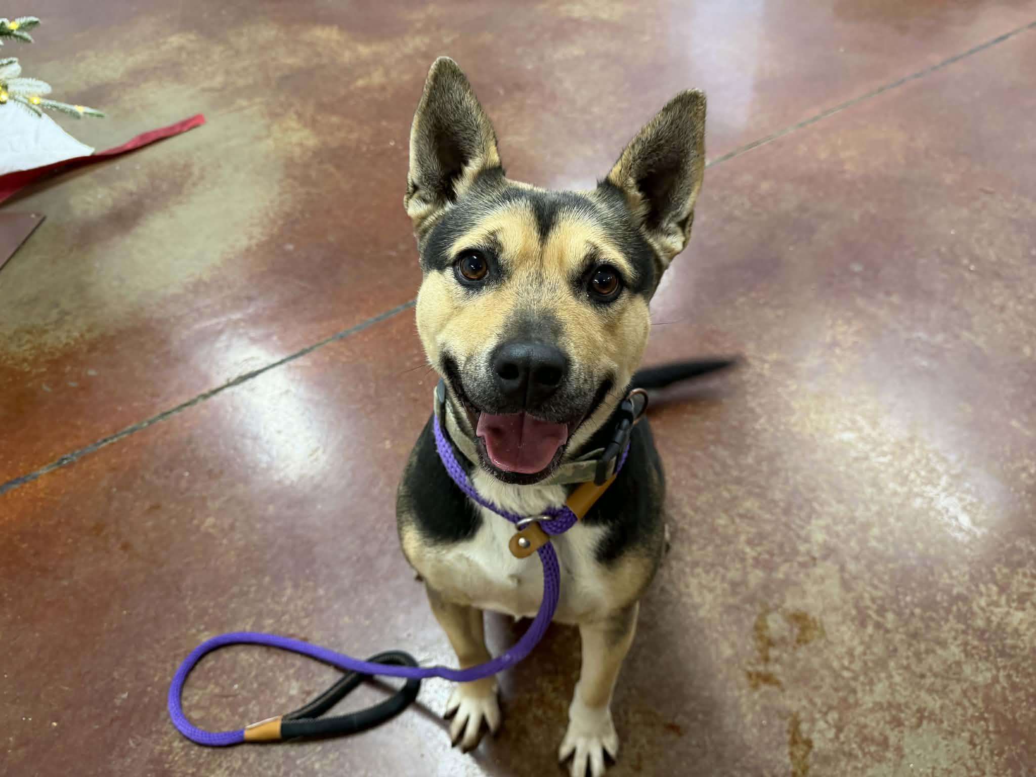 Enlarge Holly, a Adoptable mixed breed in Shelbyville, KY image 2/3