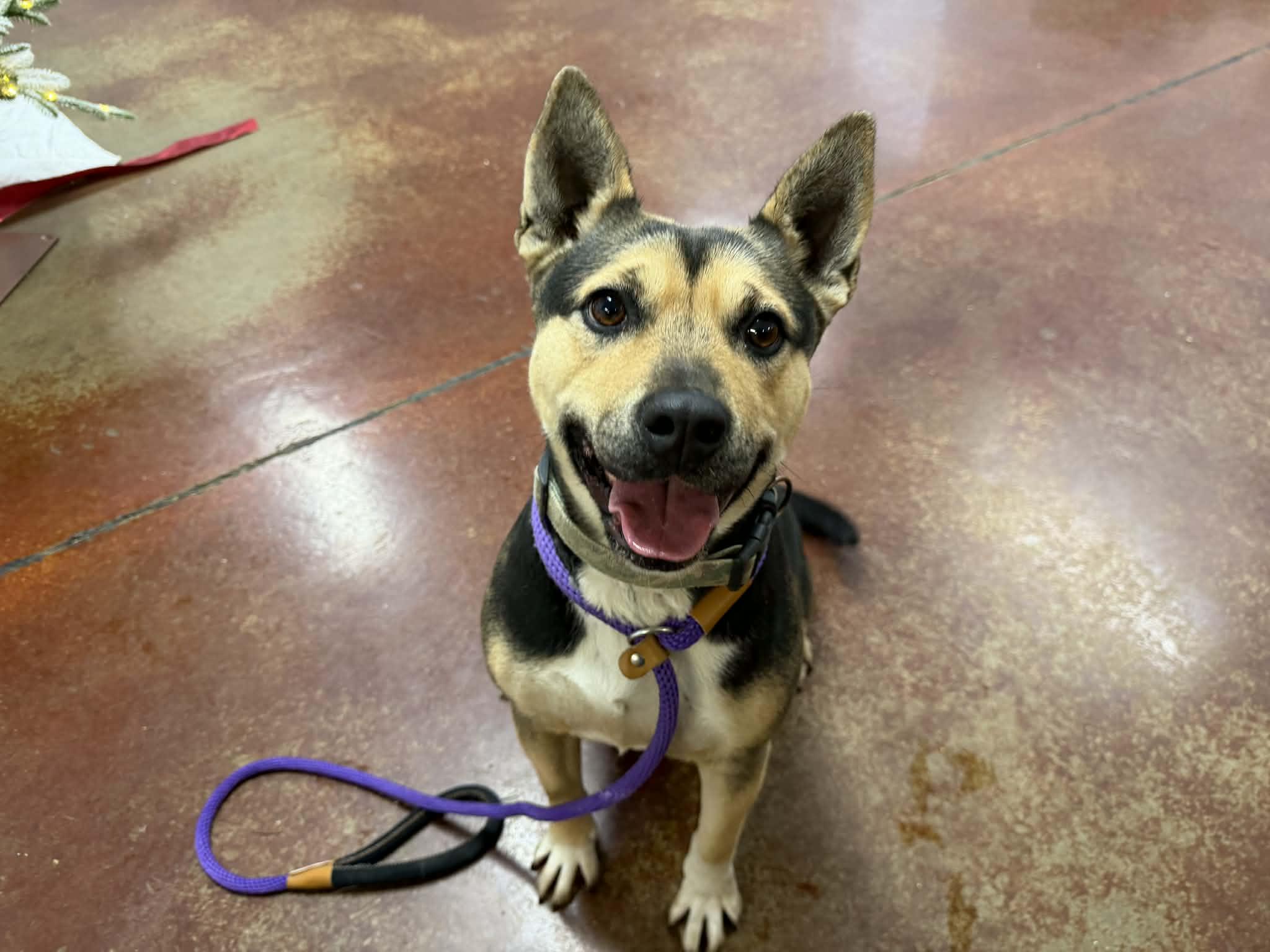 Enlarge Holly, a Adoptable mixed breed in Shelbyville, KY image 3/3