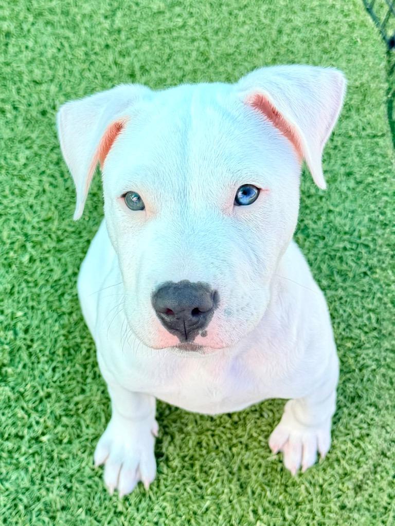 Otter, Adoptable, Puppy Male American Bulldog & Mixed Breed.