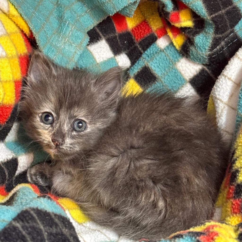 Butterfly, Adopted, Kitten Female Domestic Long Hair.