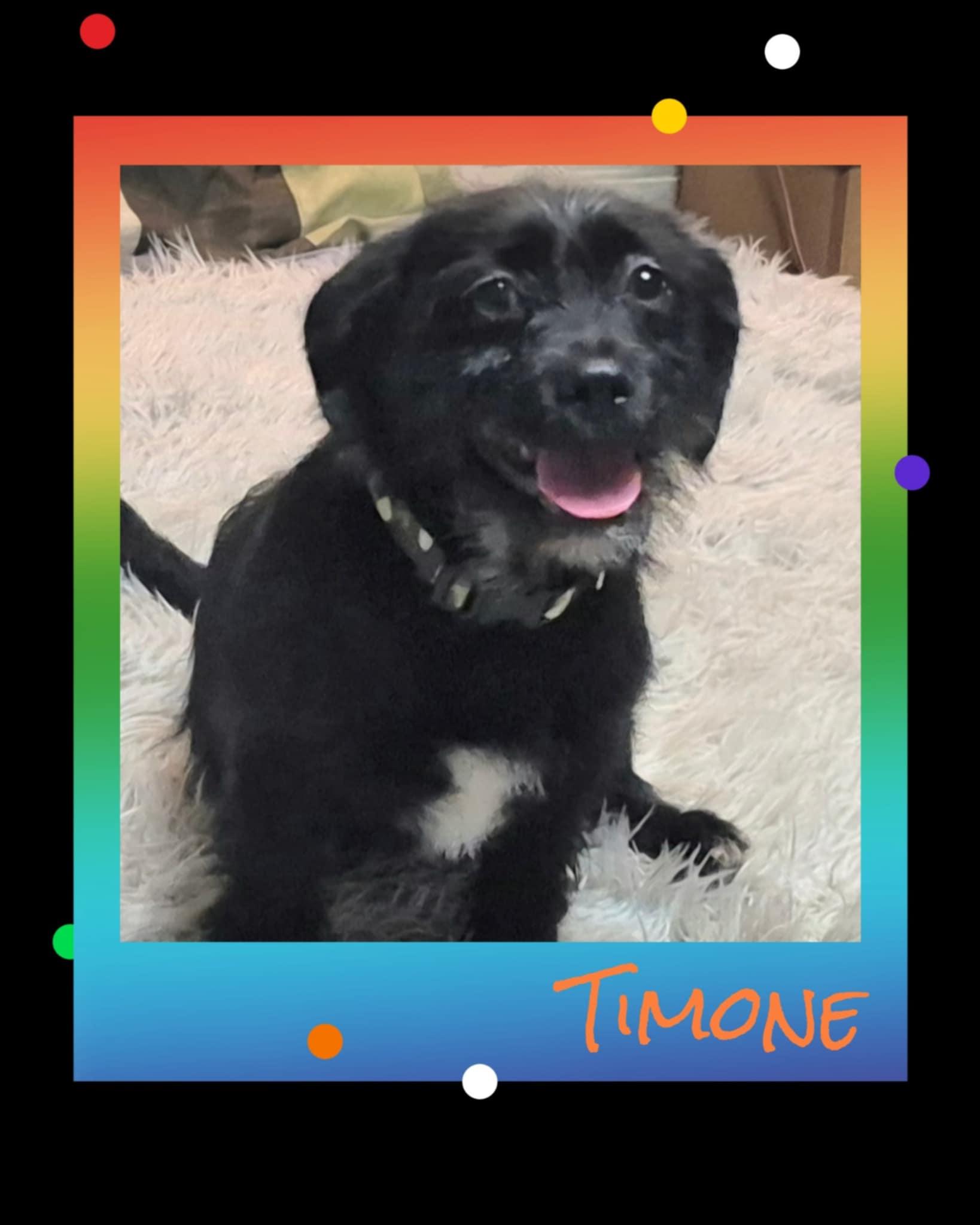Timone, Young Male unknown