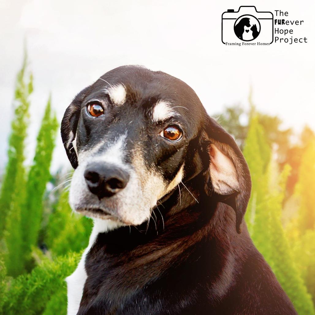 Elsa (Darlin), a Adoptable Treeing Walker Coonhound in Jacksonville, FL image 1/5
