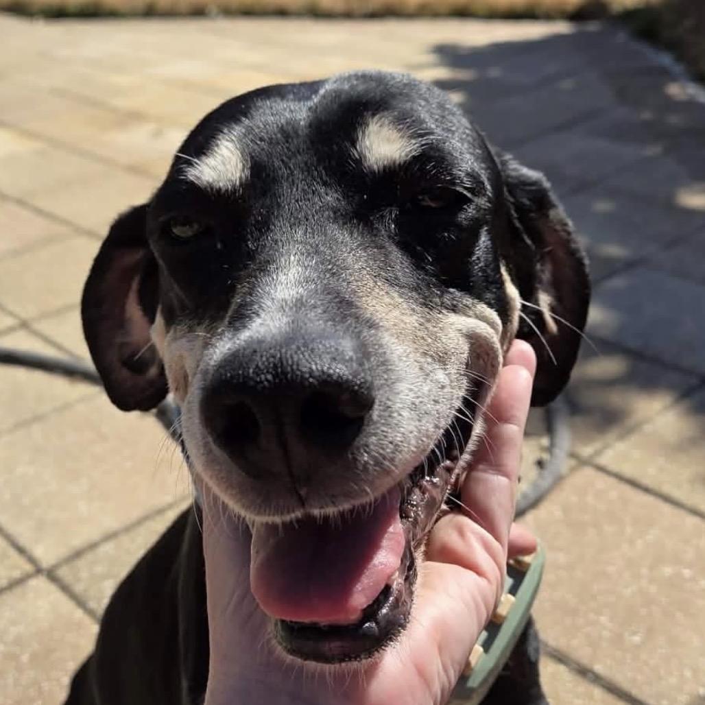 Elsa (Darlin), a Adoptable Treeing Walker Coonhound in Jacksonville, FL image 2/5