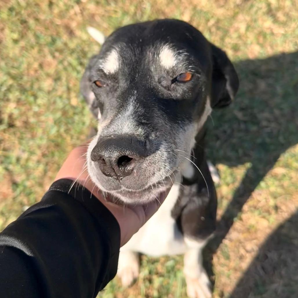 Elsa (Darlin), a Adoptable Treeing Walker Coonhound in Jacksonville, FL image 3/5