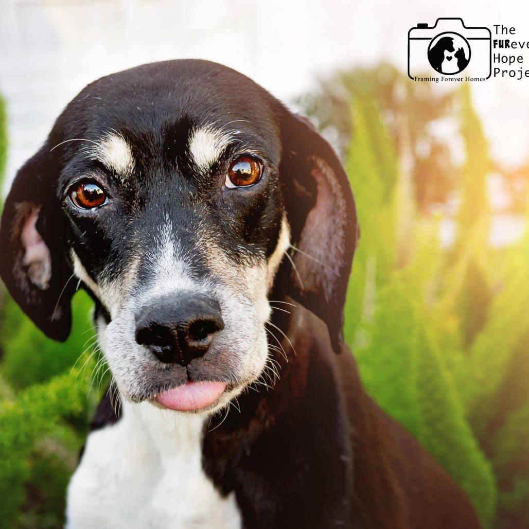 Elsa (Darlin), a Adoptable Treeing Walker Coonhound in Jacksonville, FL image 4/5