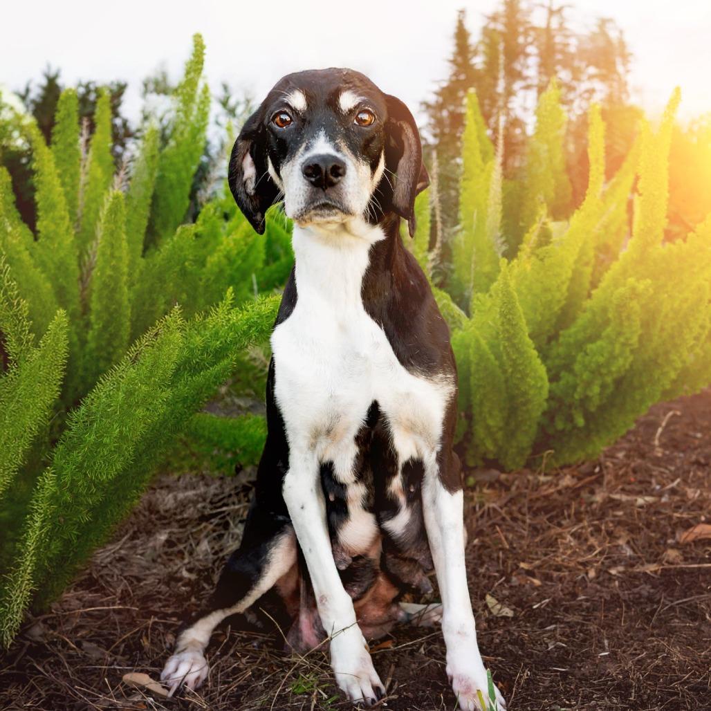 Elsa (Darlin), a Adoptable Treeing Walker Coonhound in Jacksonville, FL image 5/5
