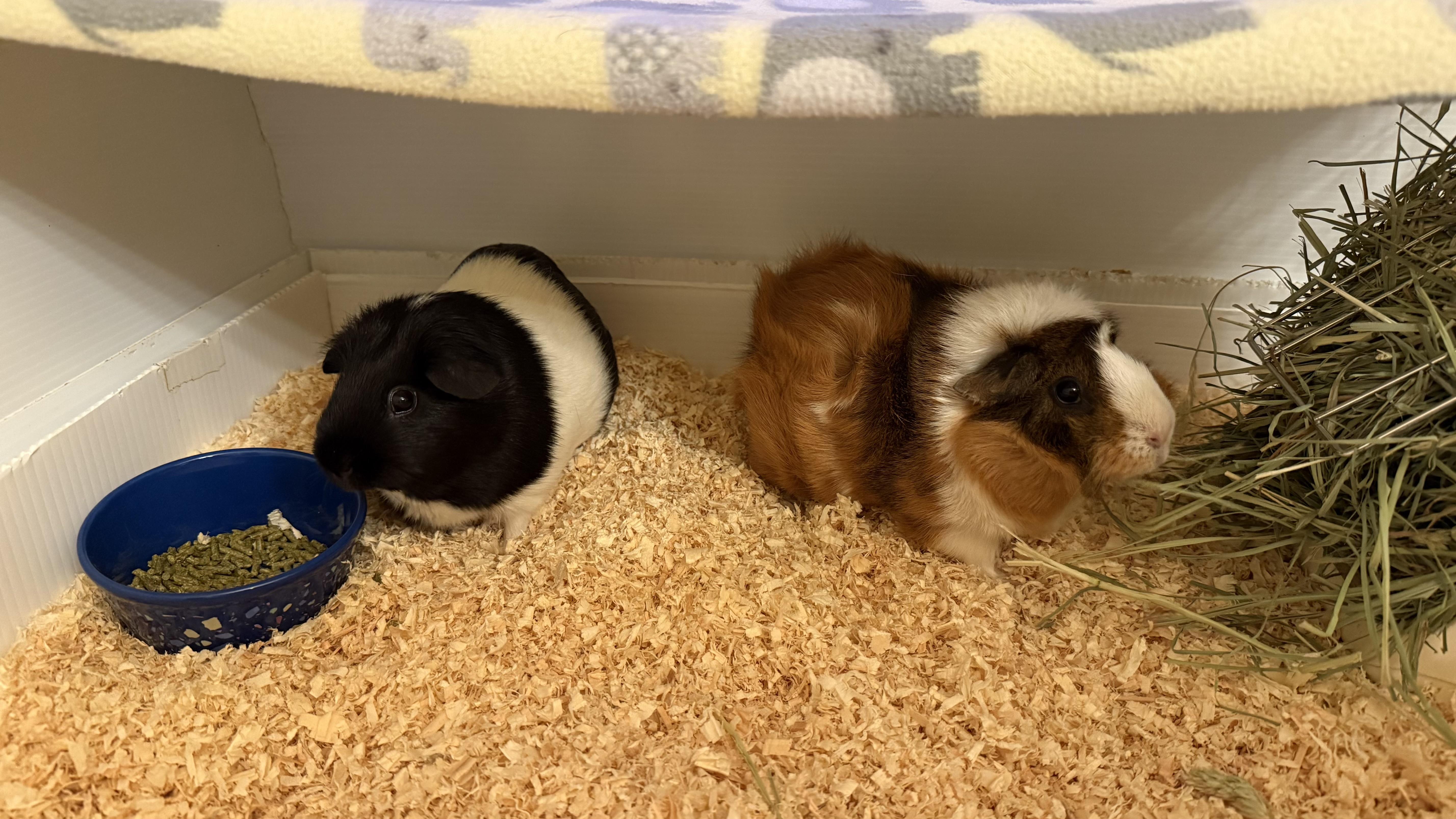 Suki and Yue, ADOPTABLE, Adult Female Abyssinian.