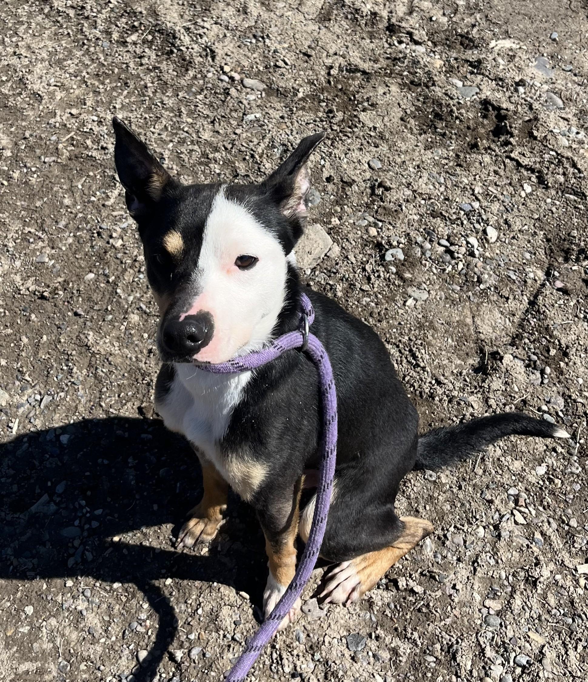 Witty , ADOPTABLE, Young Male Mixed Breed.