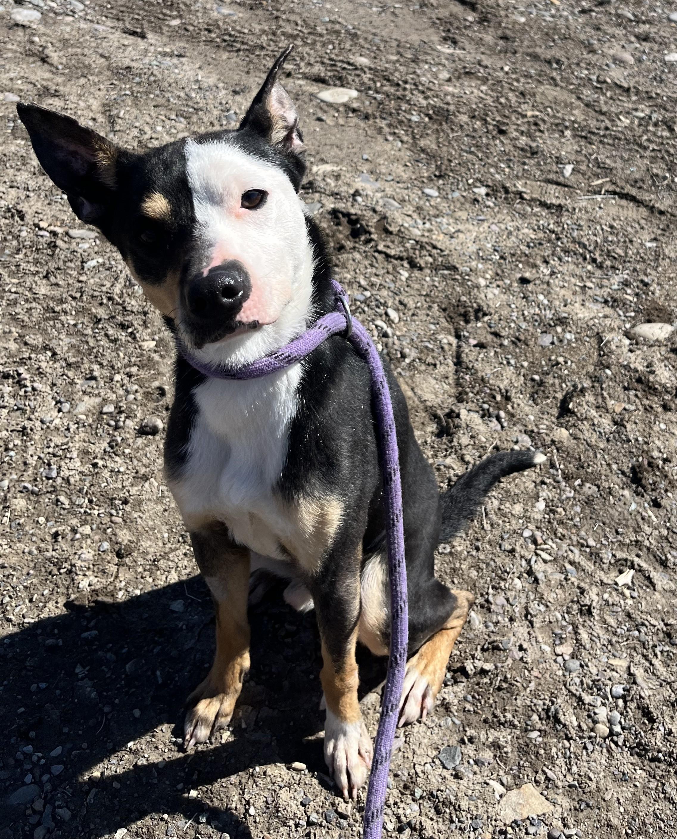 Enlarge Witty , a ADOPTABLE Mixed Breed in Montrose, CO image 3/6