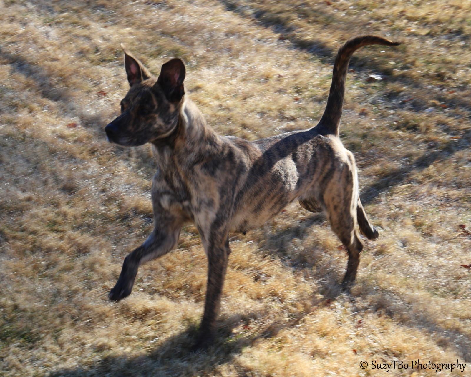 Enlarge Witty , an adopted Mixed Breed in Montrose, CO image 6/6