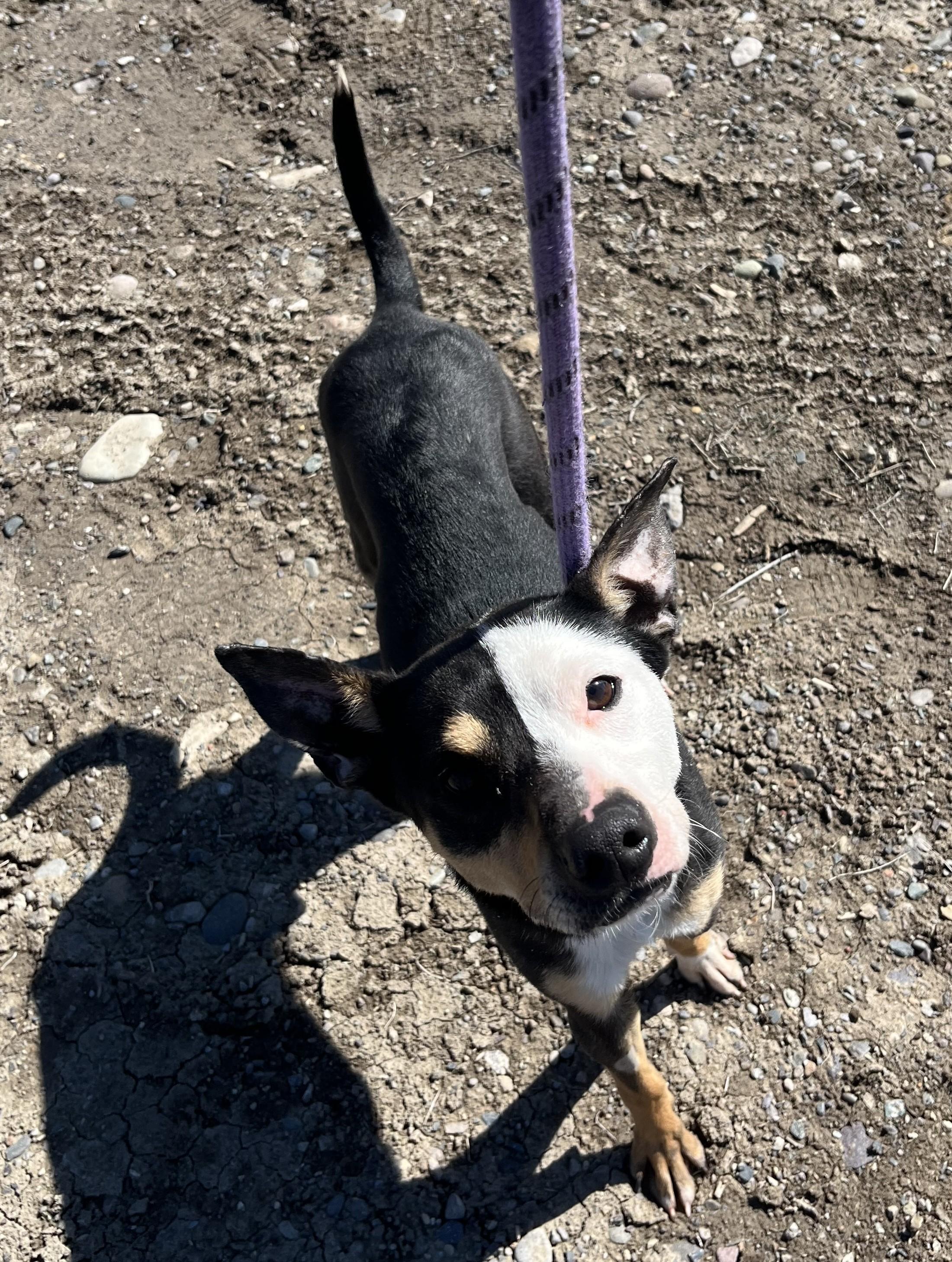 Enlarge Witty , a ADOPTABLE Mixed Breed in Montrose, CO image 6/6