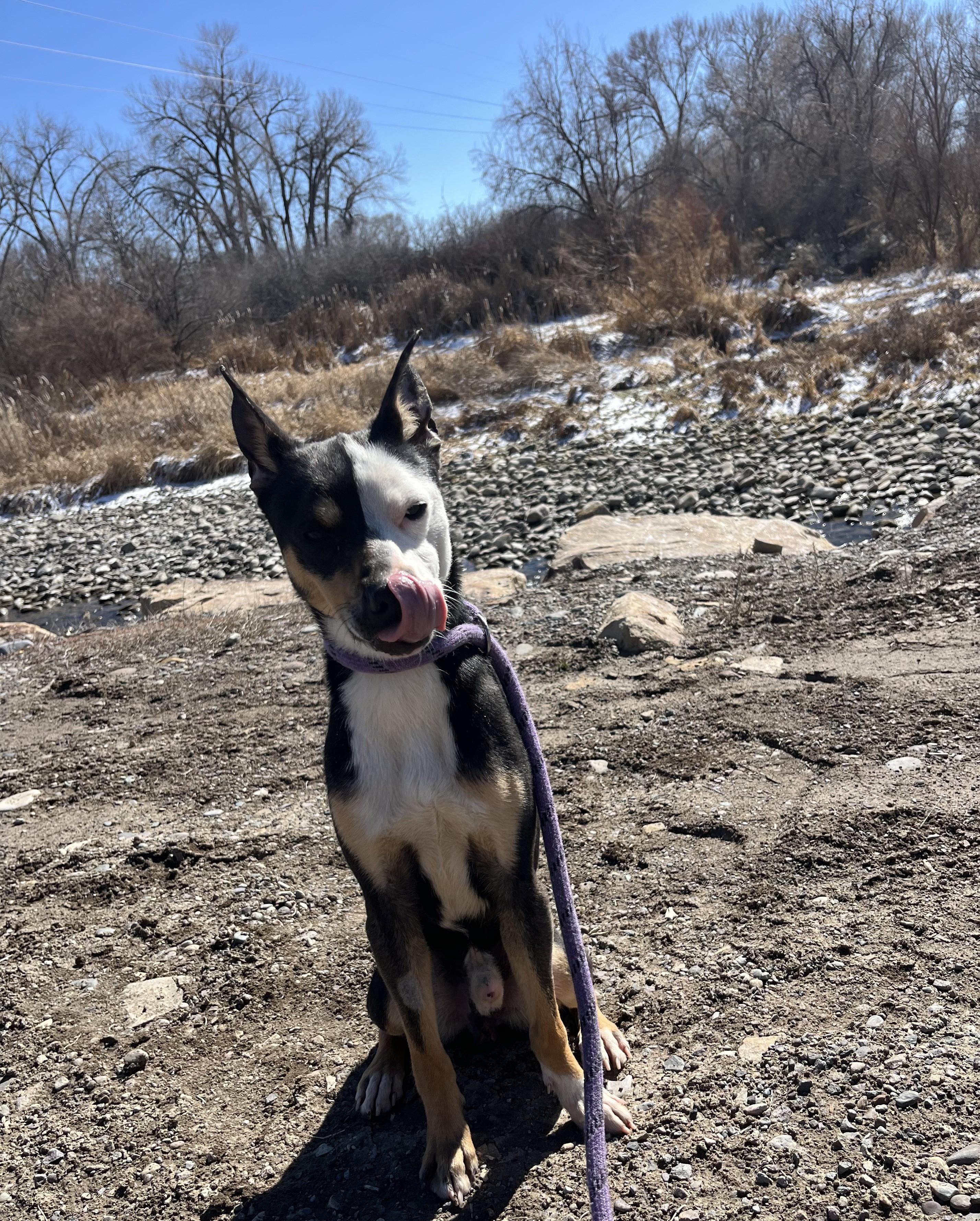 Enlarge Witty , a ADOPTABLE Mixed Breed in Montrose, CO image 5/6
