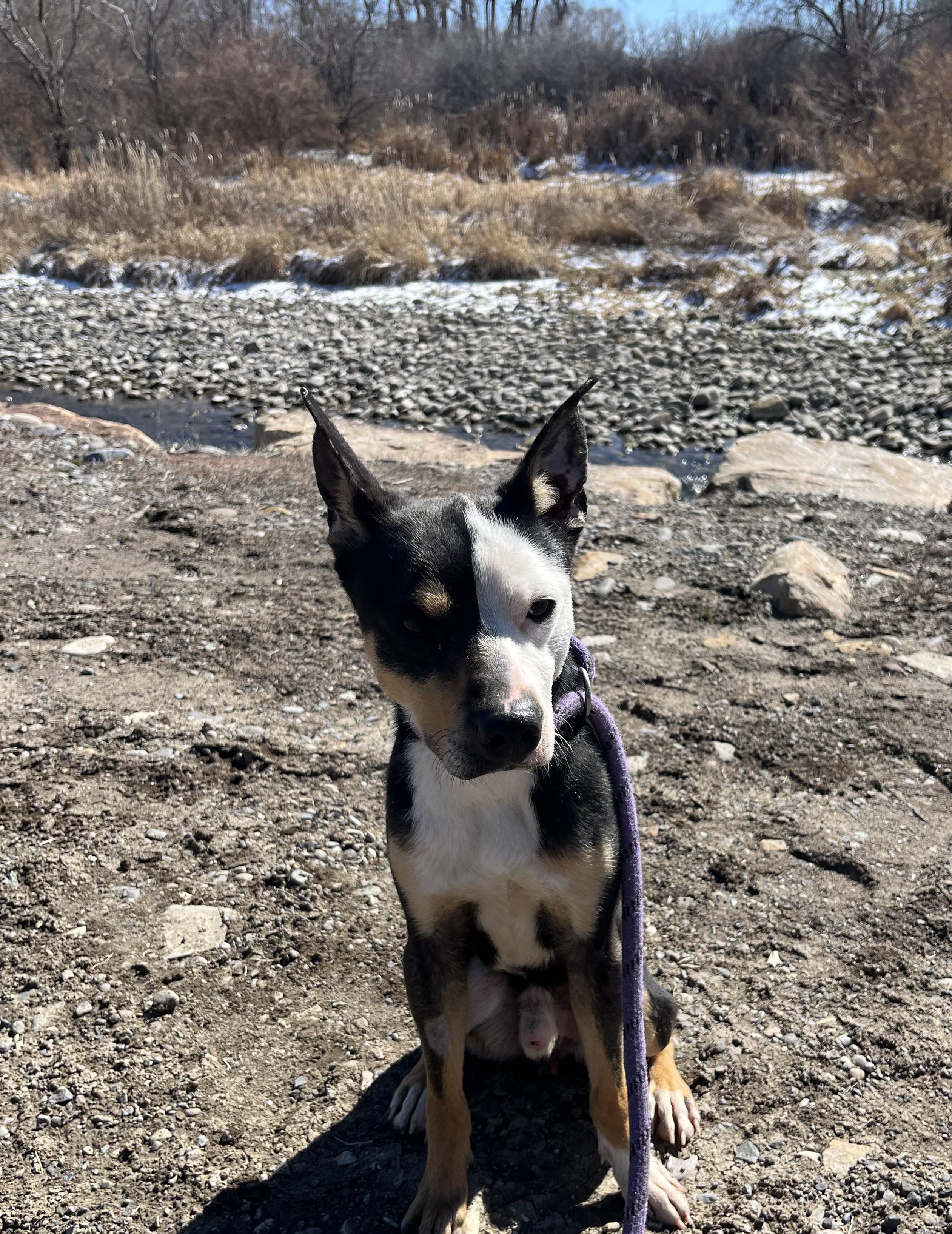 Enlarge Witty , a ADOPTABLE Mixed Breed in Montrose, CO image 4/6