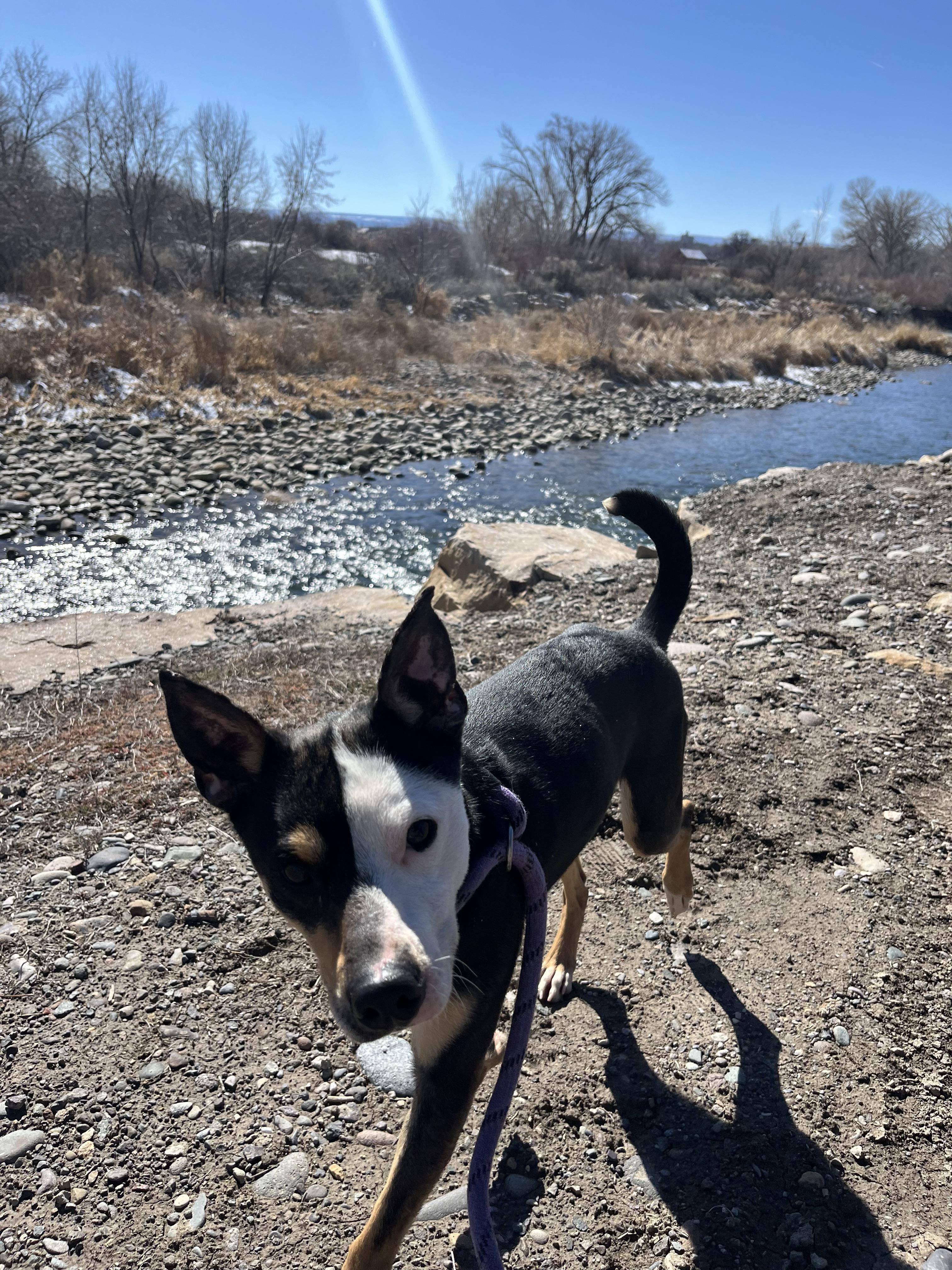 Enlarge Witty , a ADOPTABLE Mixed Breed in Montrose, CO image 1/6