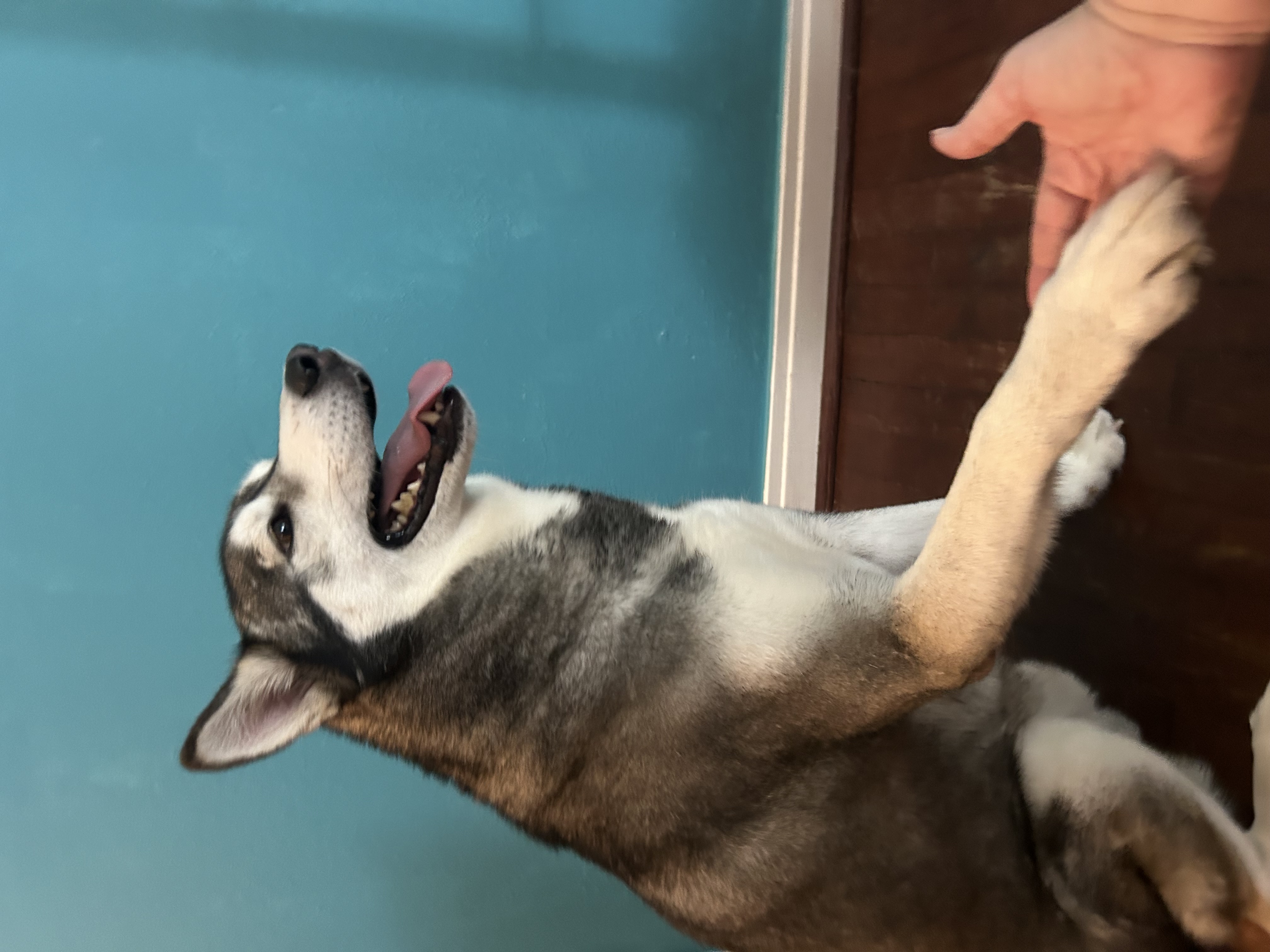 Enlarge Balto, a Adopted Husky in Allentown, PA image 6/6