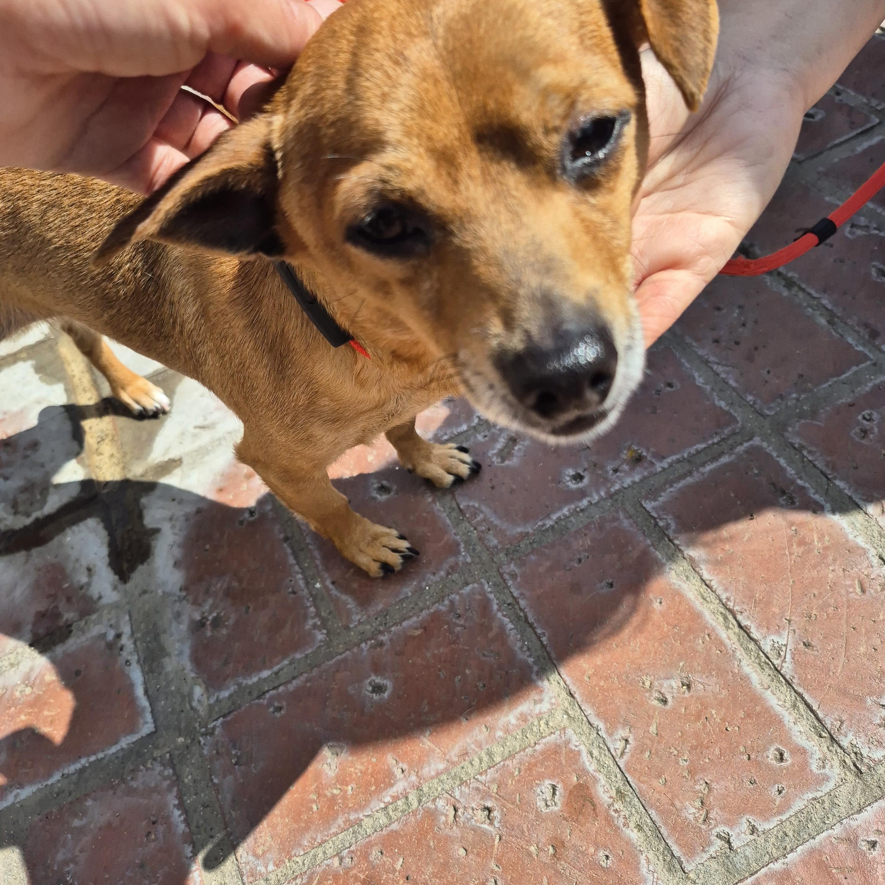 Peewee! Lucky! And Jerry!!, an adoptable Poodle, Chiweenie in Manhattan Beach, CA, 90267 | Photo Image 1