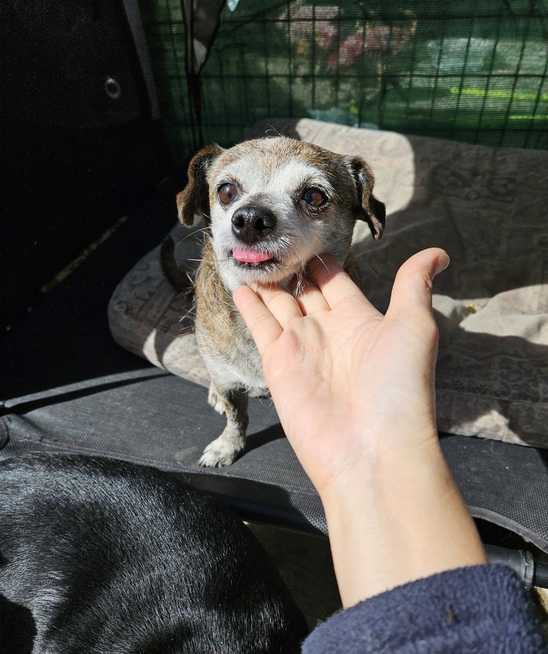 Peewee! Lucky! And Jerry!!, an adoptable Poodle, Chiweenie in Manhattan Beach, CA, 90267 | Photo Image 3