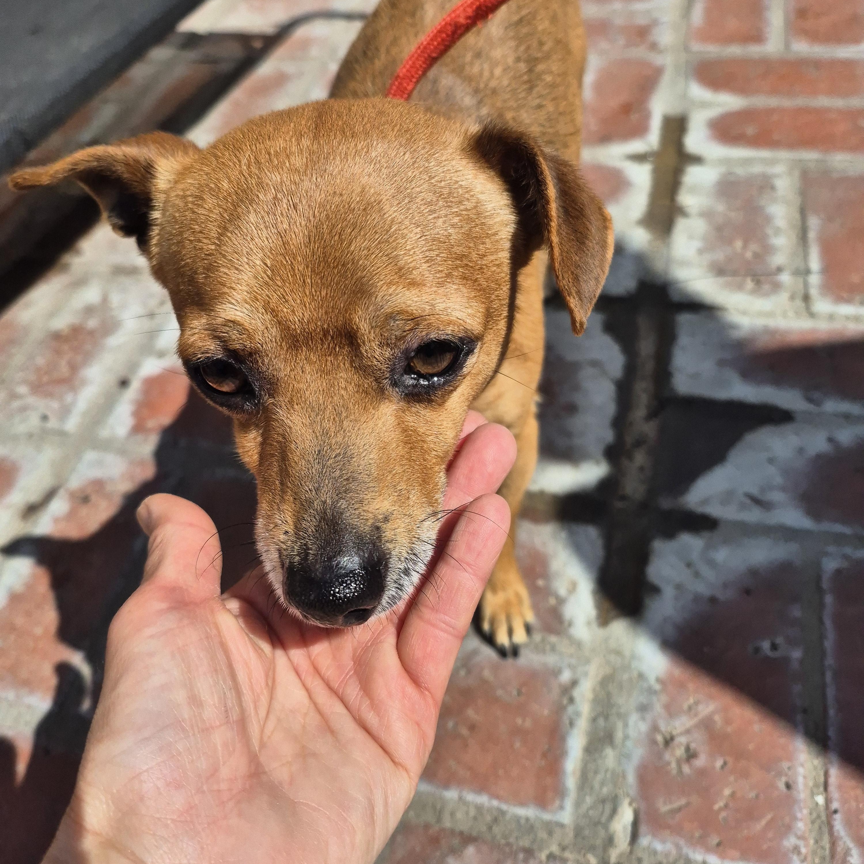 Peewee! Lucky! And Jerry!!, an adoptable Poodle, Chiweenie in Manhattan Beach, CA, 90267 | Photo Image 5