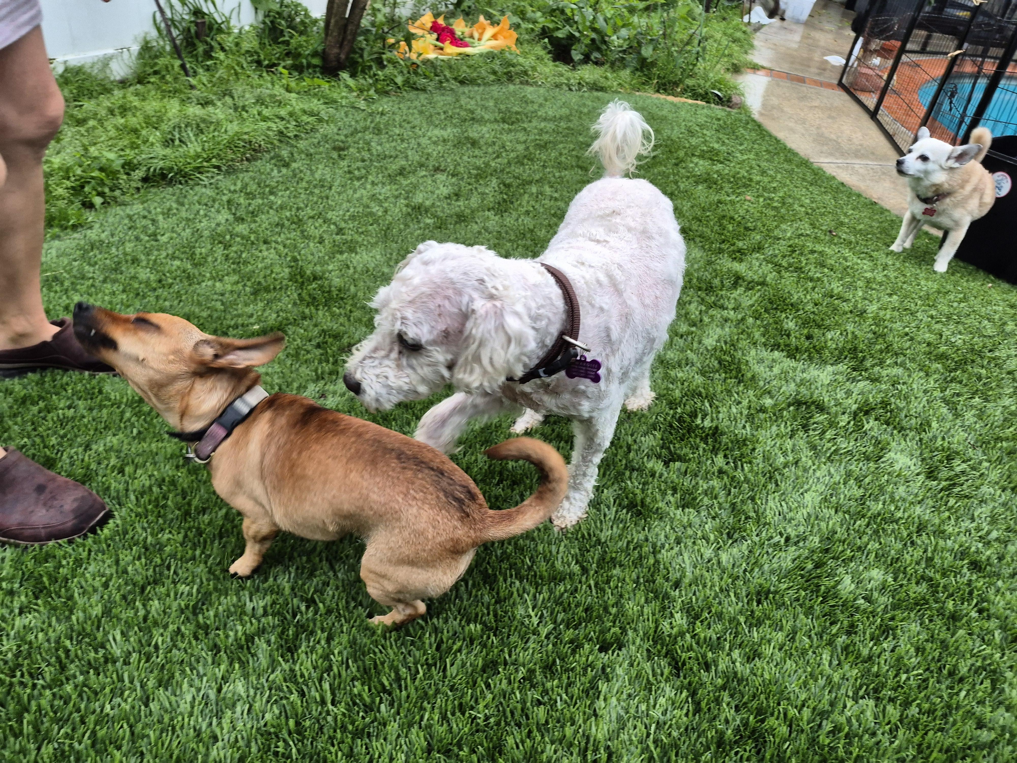 Peewee! Lucky! And Jerry!!, an adoptable Poodle, Chiweenie in Manhattan Beach, CA, 90267 | Photo Image 4