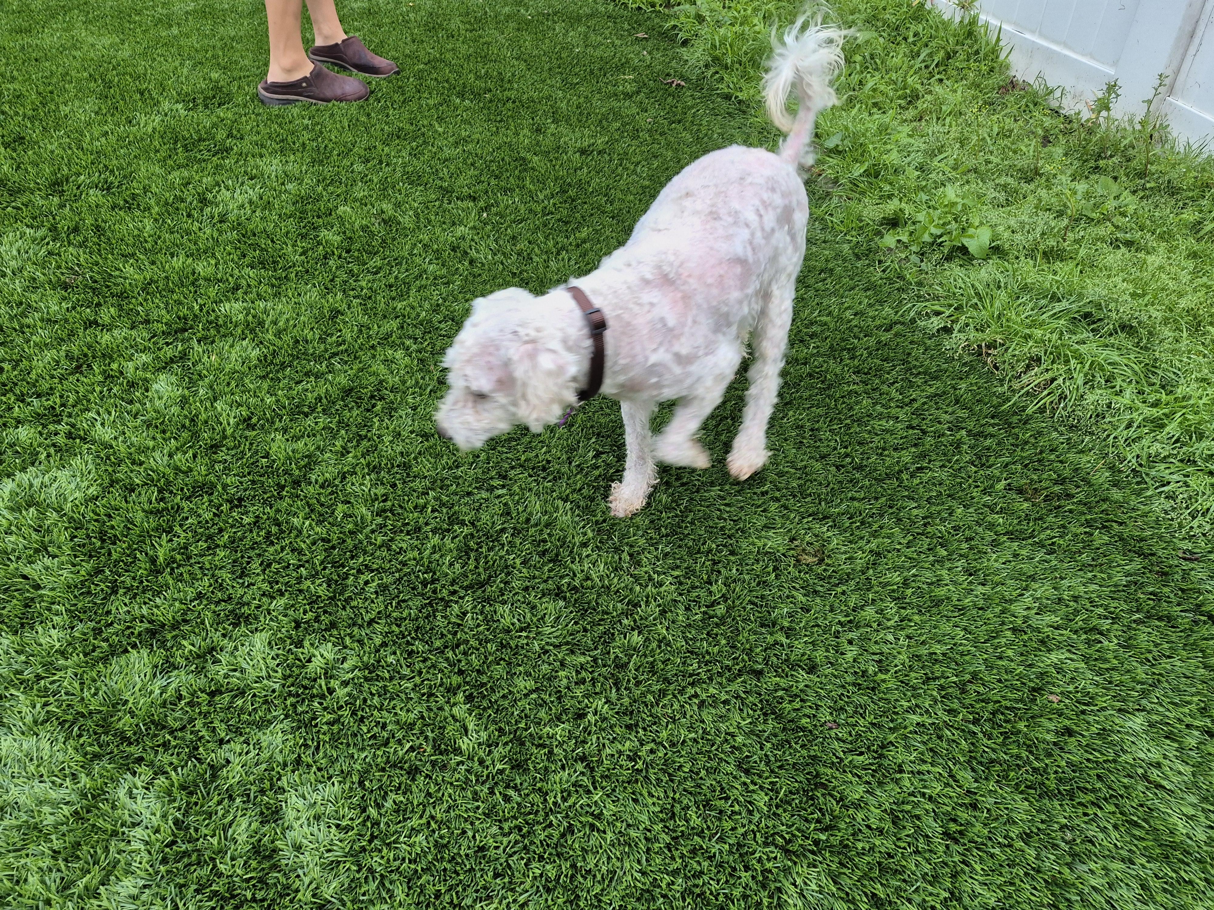 Peewee! Lucky! And Jerry!!, an adoptable Poodle, Chiweenie in Manhattan Beach, CA, 90267 | Photo Image 6
