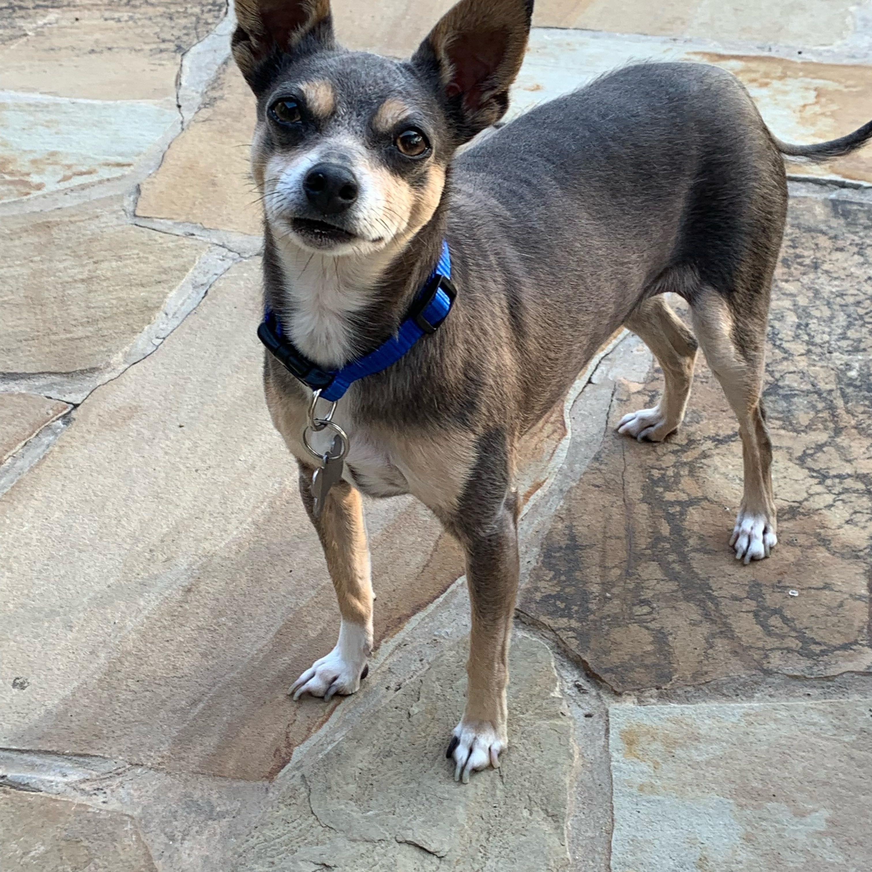 Brody, a Adoptable mixed breed in Plano, TX image 6/6