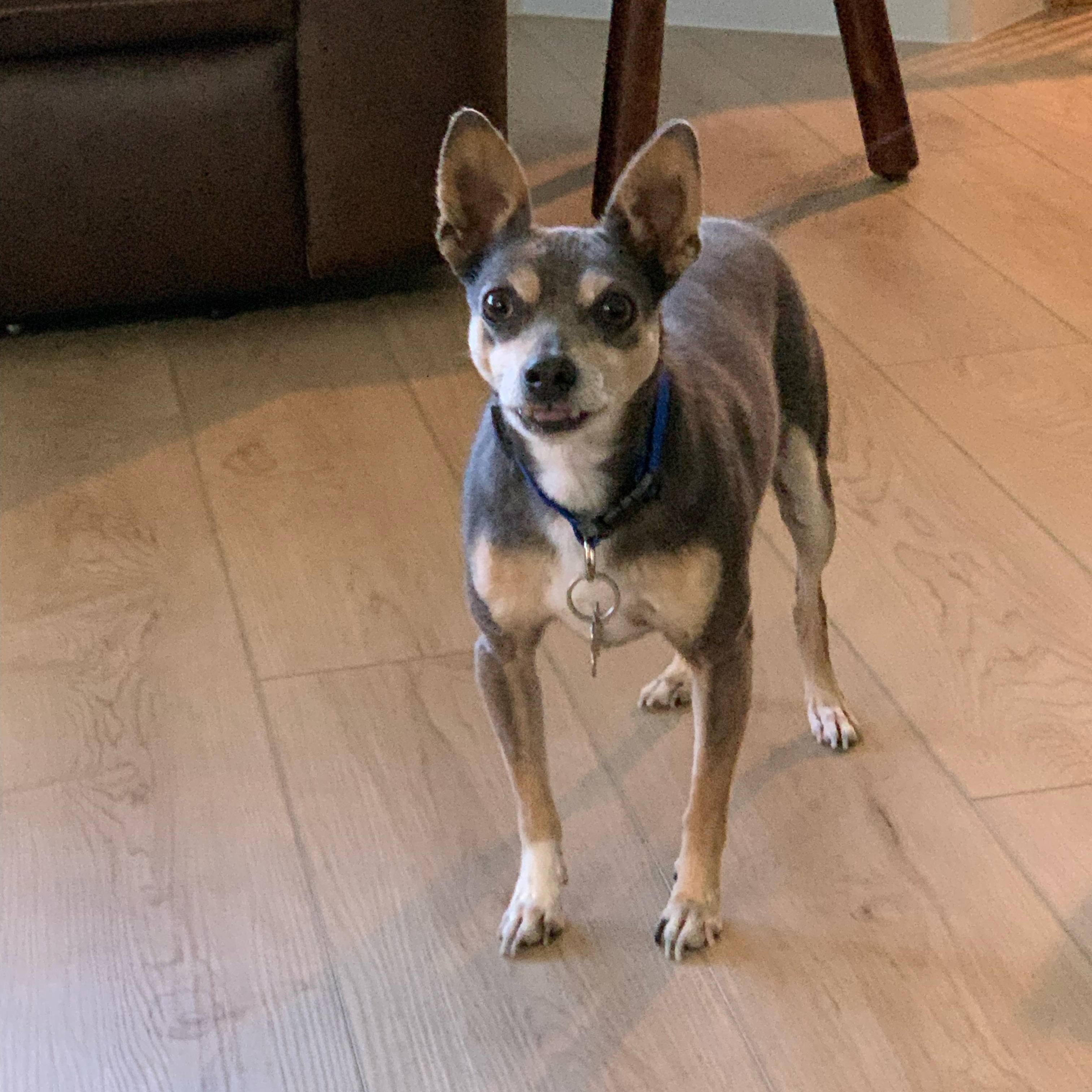 Brody, a Adoptable mixed breed in Plano, TX image 3/6