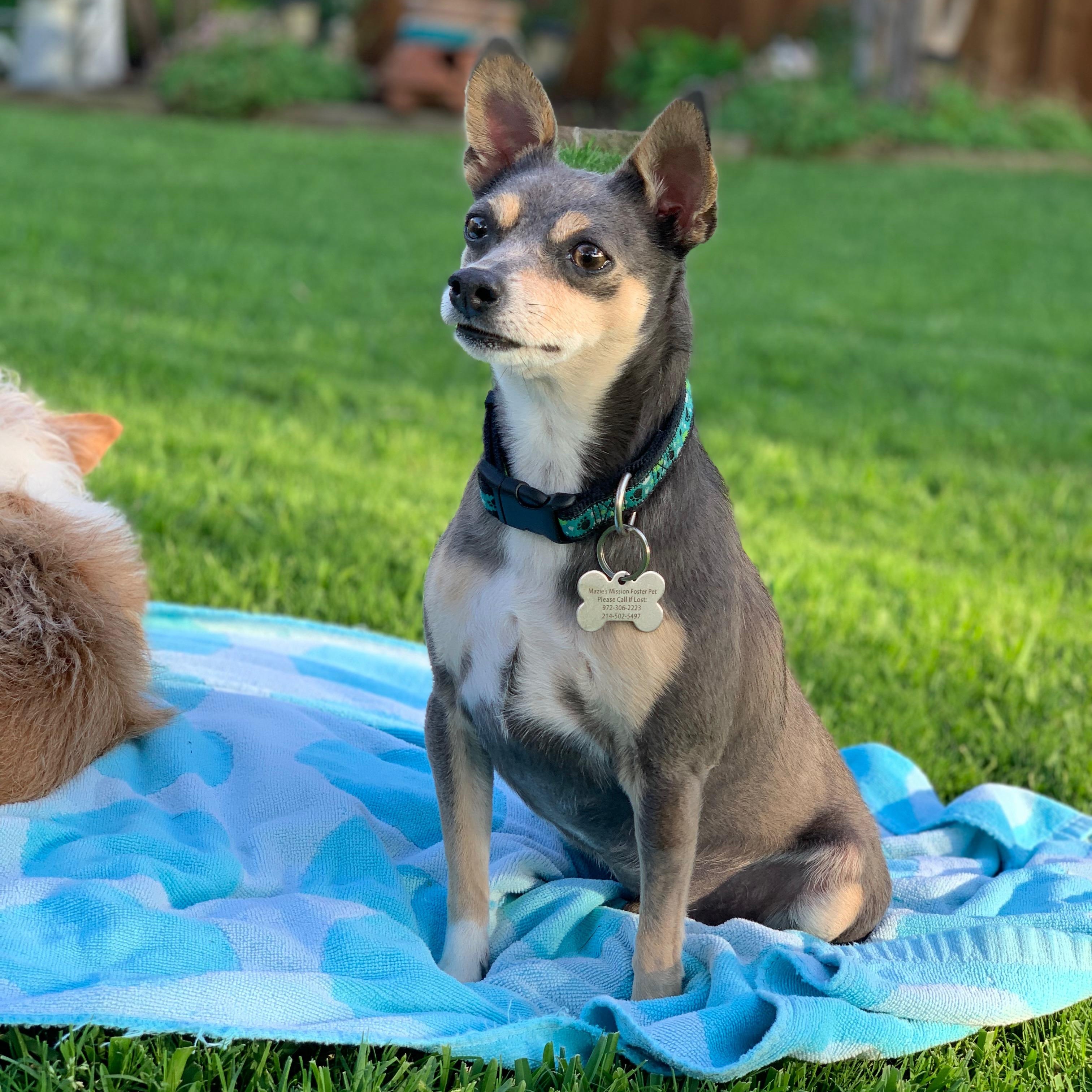 Brody, a Adoptable mixed breed in Plano, TX image 4/6