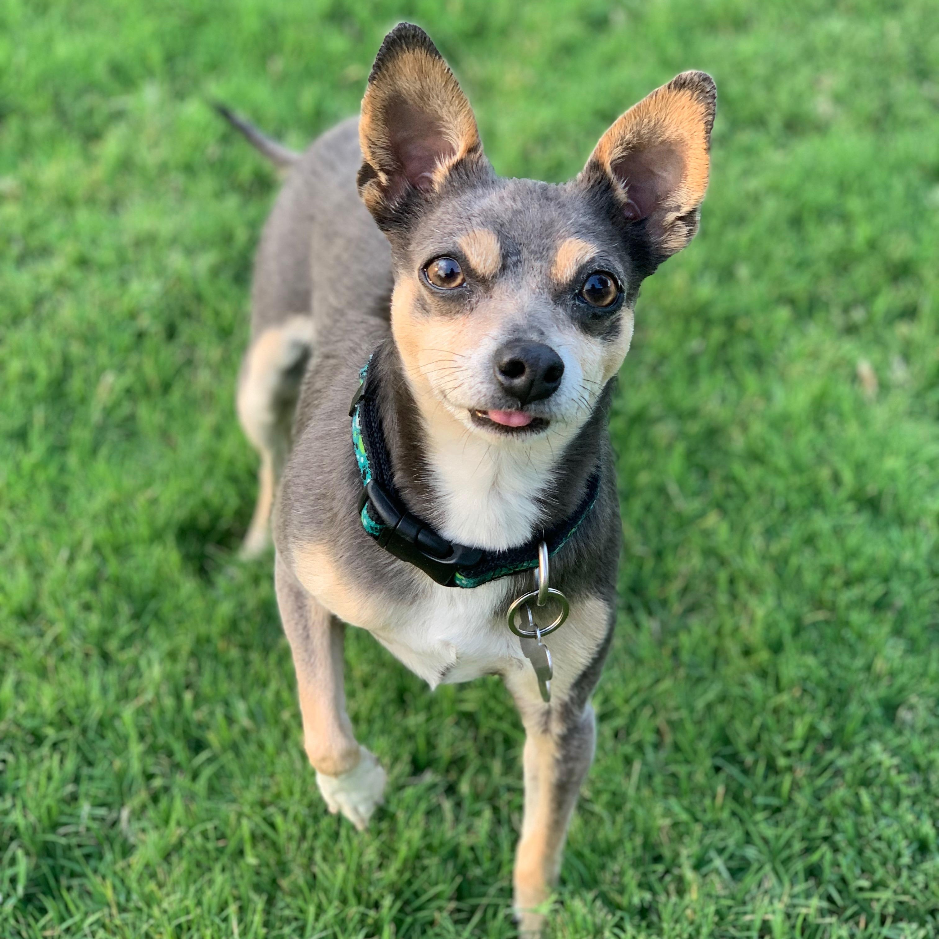 Brody, a Adoptable mixed breed in Plano, TX image 1/6