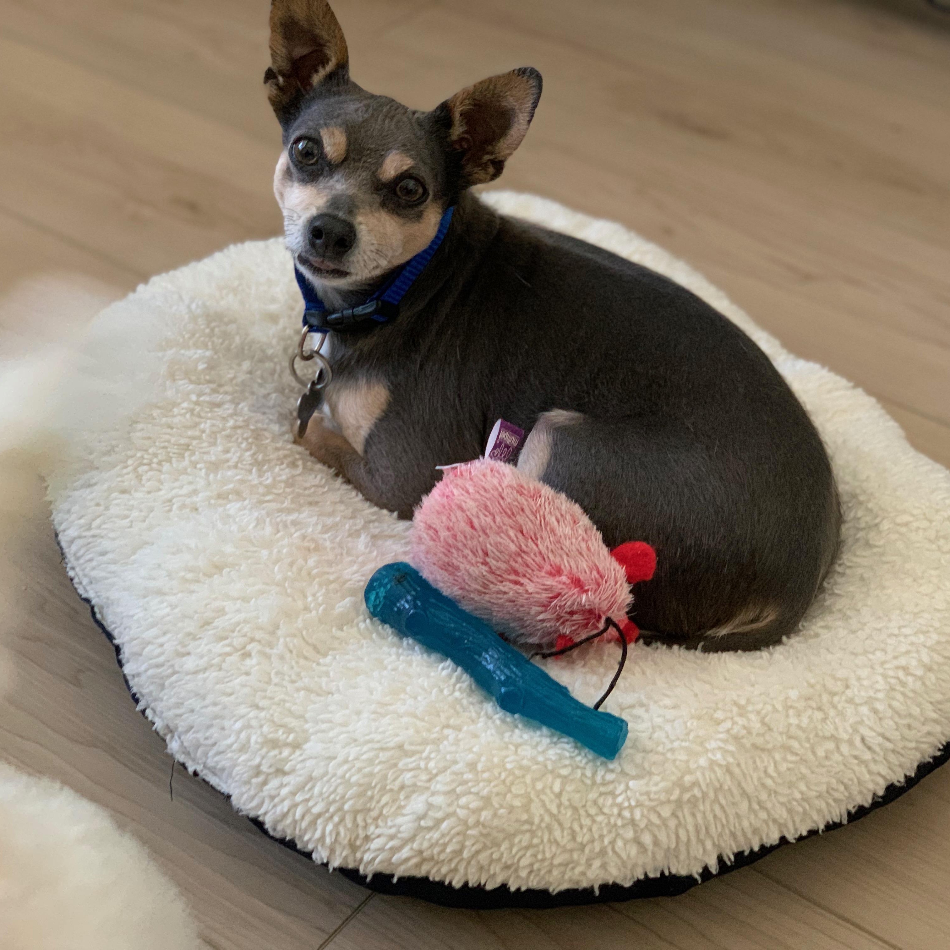 Brody, a Adoptable mixed breed in Plano, TX image 5/6