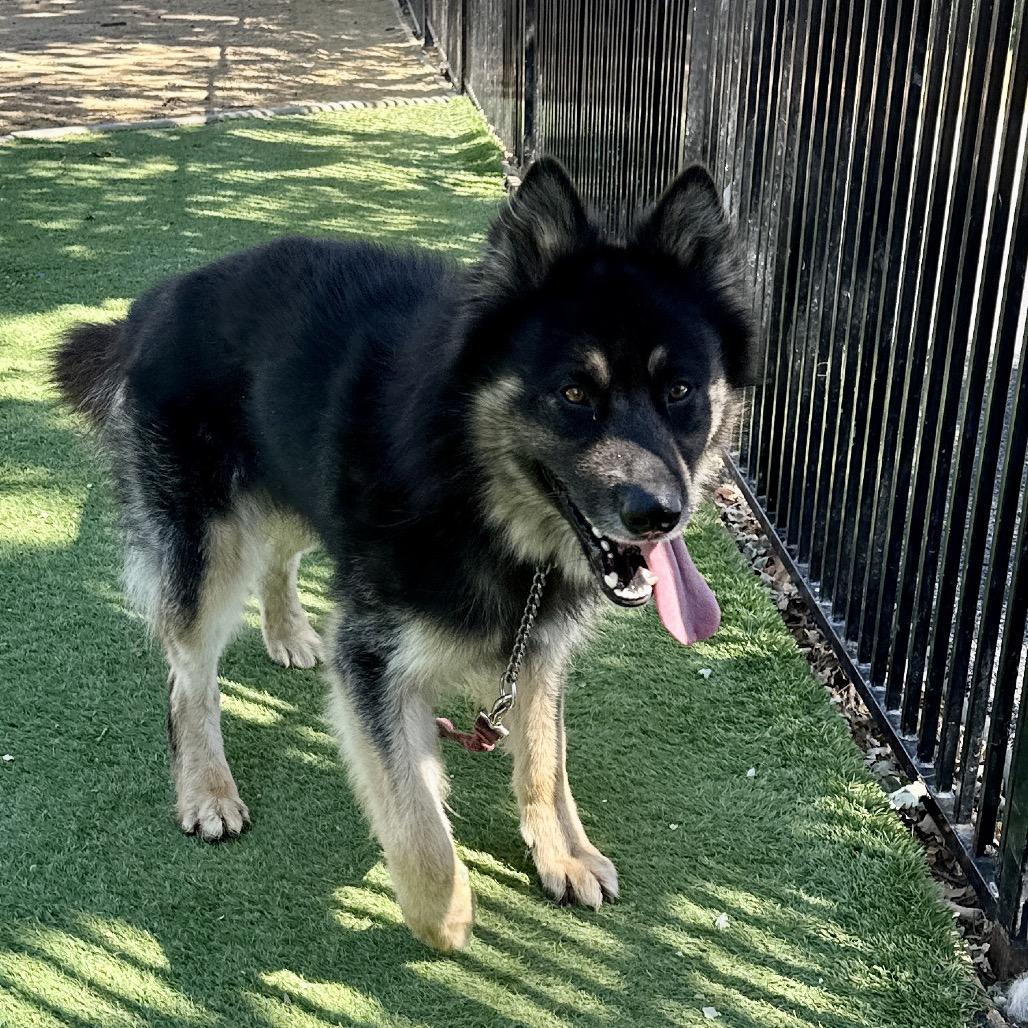 Enlarge Cubby - ECAS, a Adoptable mixed breed in Pleasanton, CA image 1/6