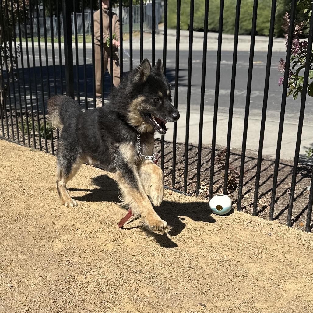 Enlarge Cubby - ECAS, a Adoptable mixed breed in Pleasanton, CA image 2/6