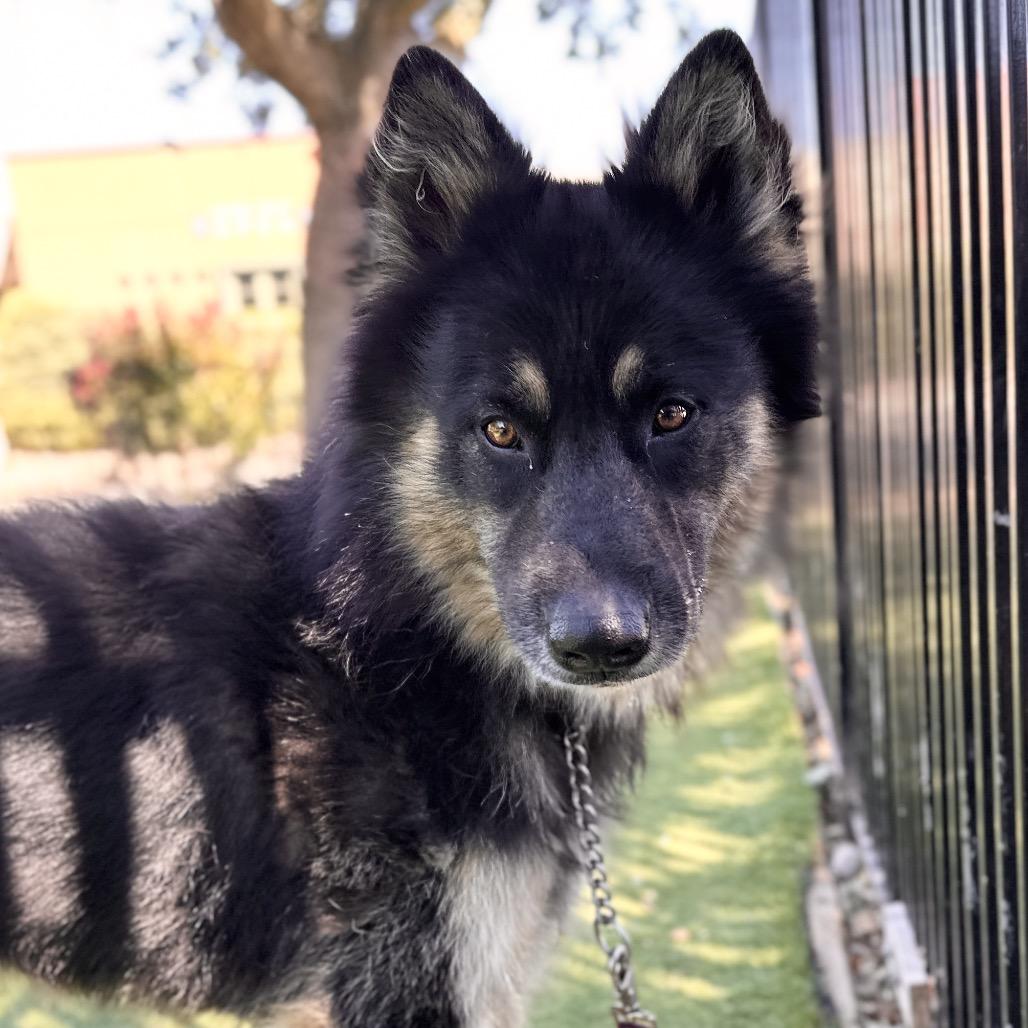 Enlarge Cubby - ECAS, a Adoptable mixed breed in Pleasanton, CA image 3/6