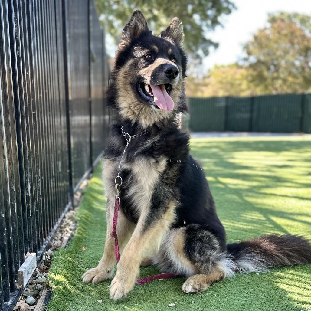 Enlarge Cubby - ECAS, a Adoptable mixed breed in Pleasanton, CA image 4/6
