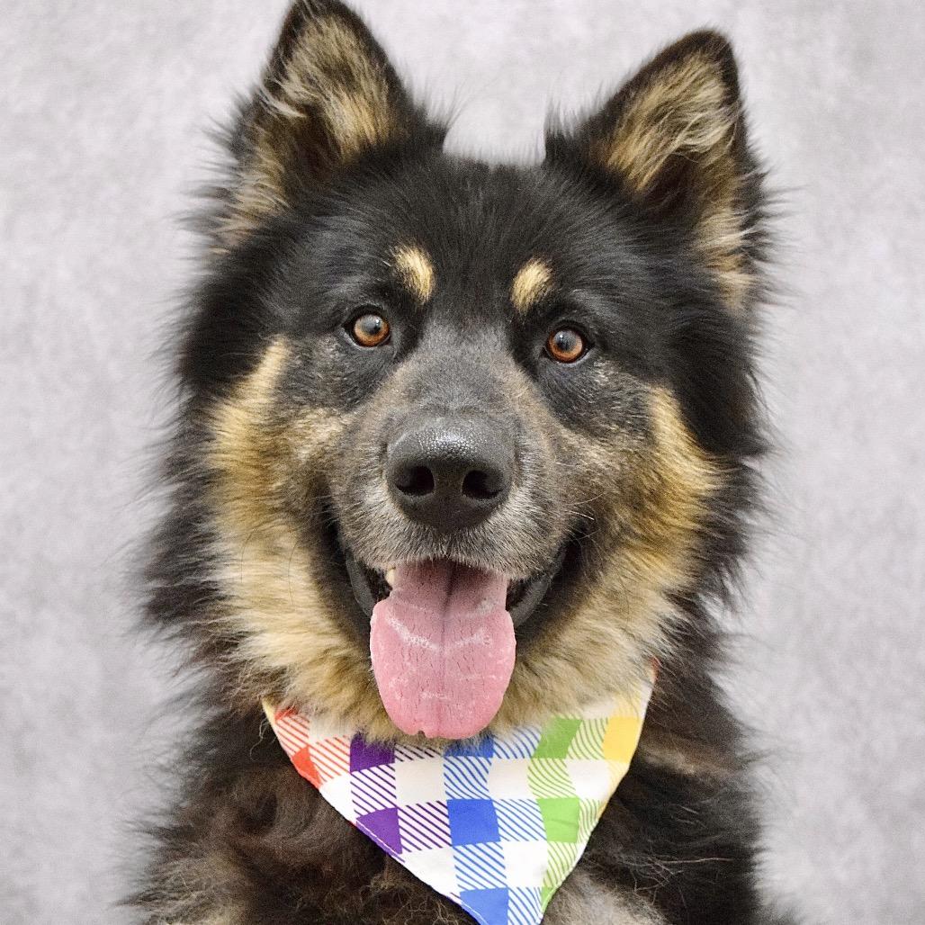 Enlarge Cubby - ECAS, a Adoptable mixed breed in Pleasanton, CA image 5/6