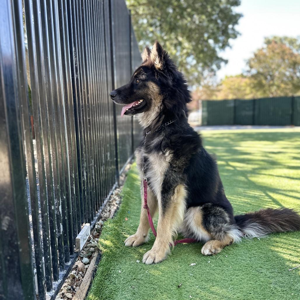 Enlarge Cubby - ECAS, a Adoptable mixed breed in Pleasanton, CA image 6/6