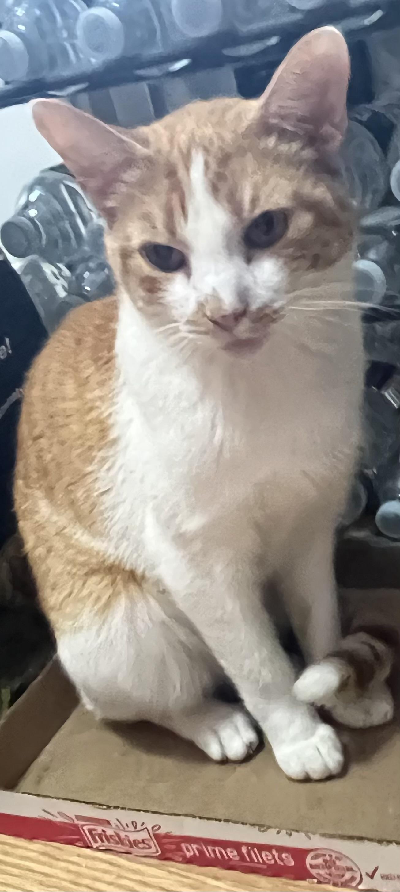 Ranger ( Ginger Girl )