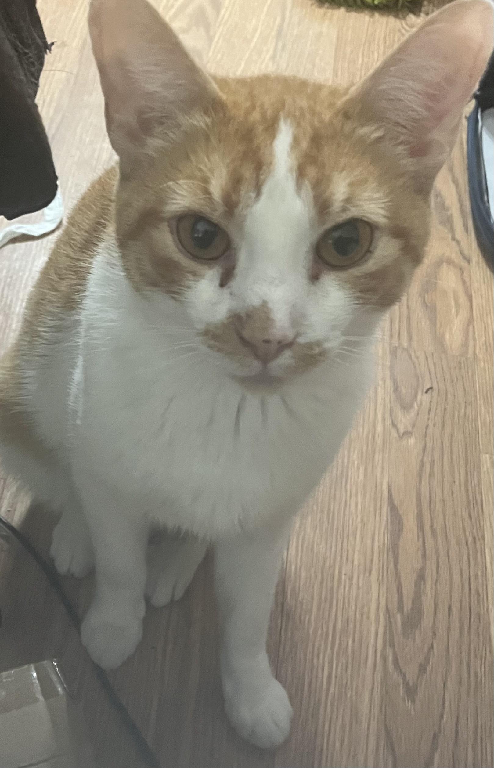 Ranger ( Ginger Girl )