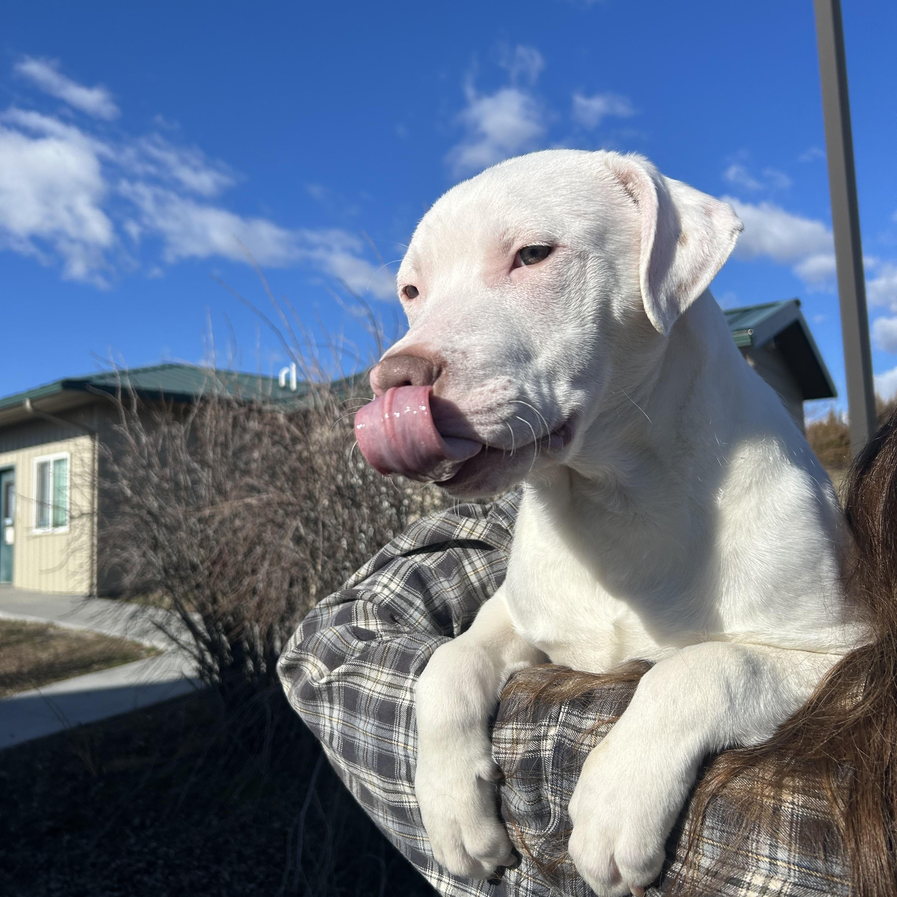 Enlarge Rhodes, a Adopted mixed breed in Pullman, WA image 1/3
