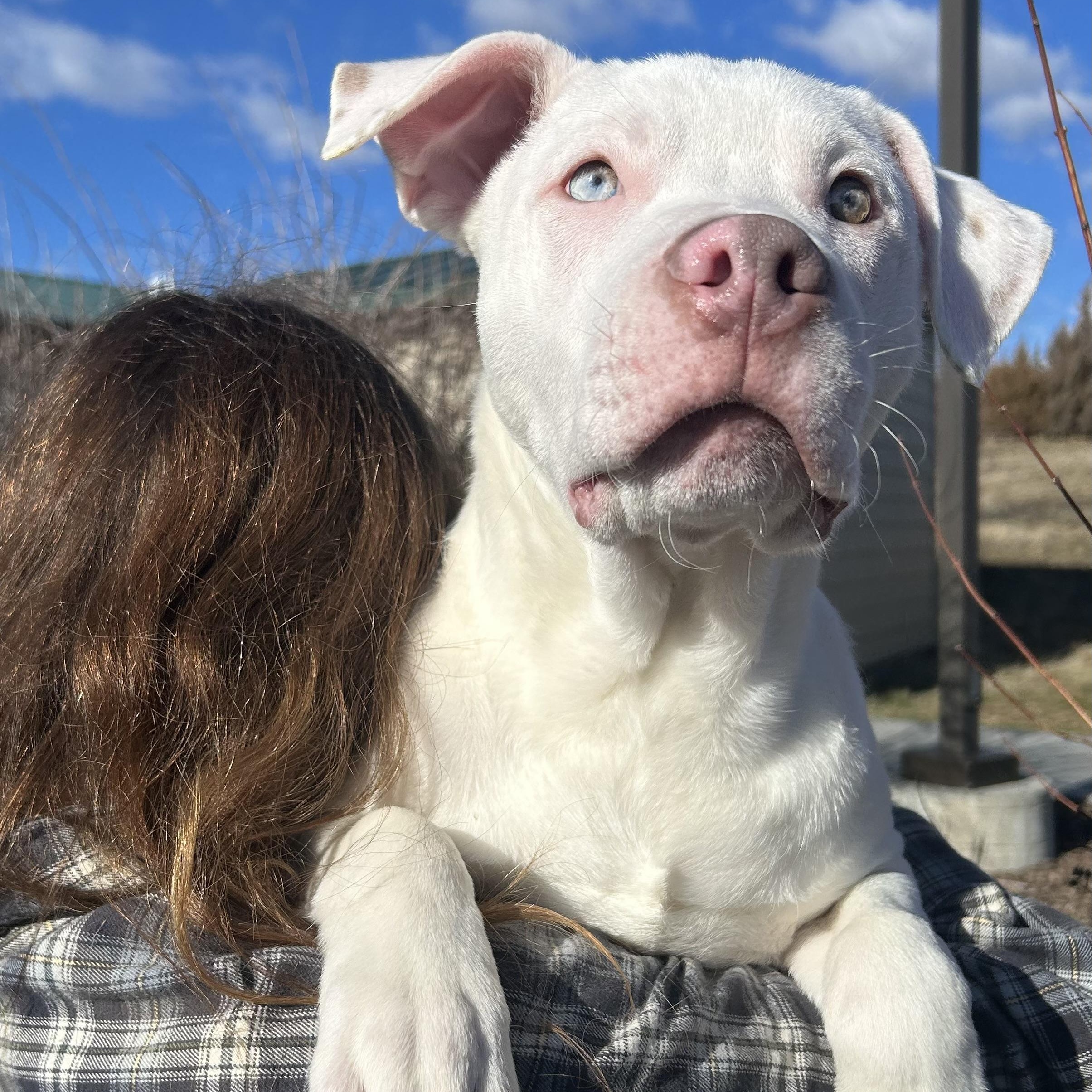 Enlarge Rhodes, a Adopted mixed breed in Pullman, WA image 2/3