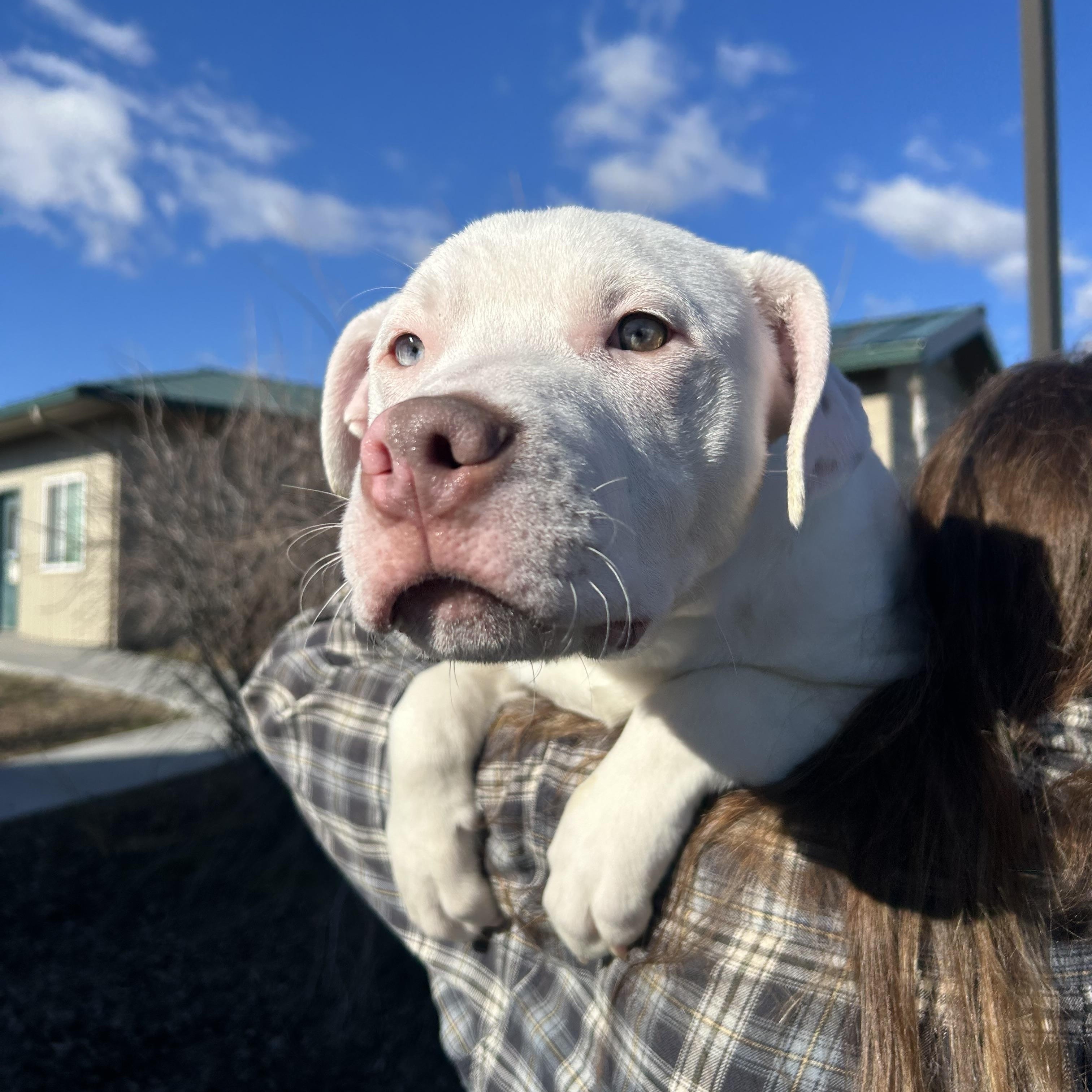 Enlarge Rhodes, a Adopted mixed breed in Pullman, WA image 3/3