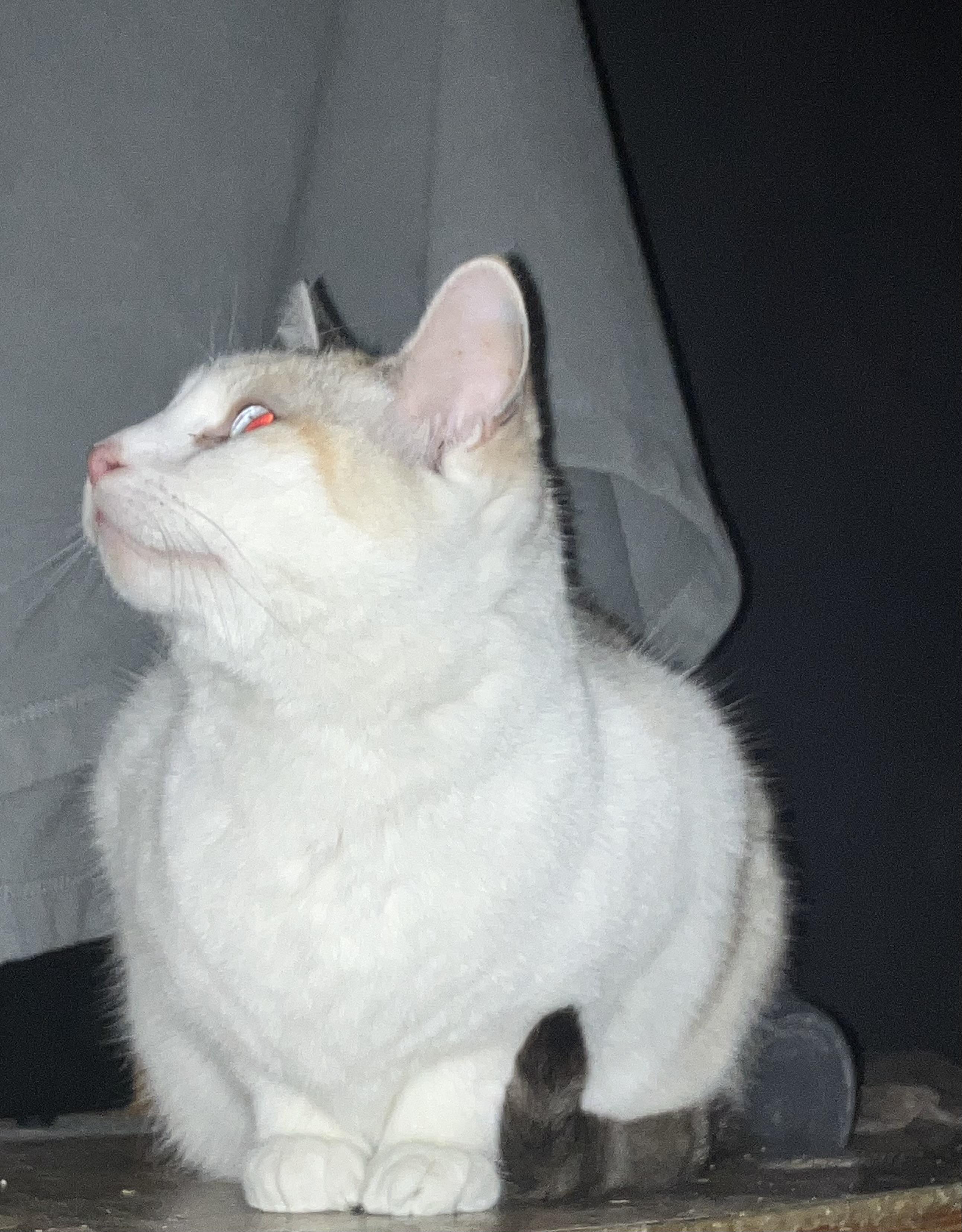 Enlarge Blue, a Adopted mixed breed in Columbus , OH image 1/2