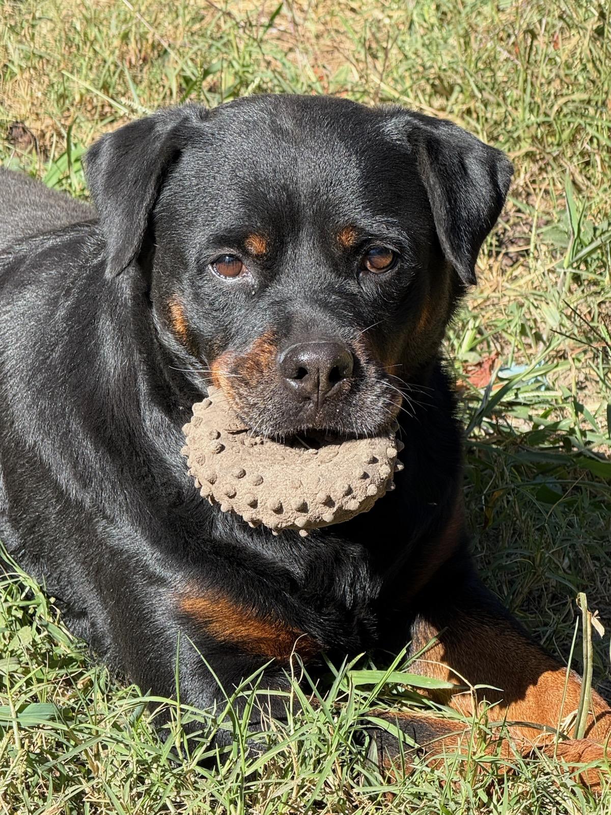 Enlarge Bella, a Adoptable Rottweiler in ocala, FL image 1/3