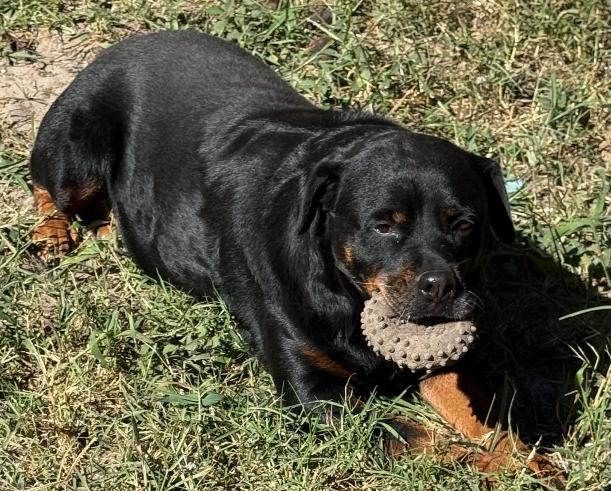 Enlarge Bella, a Adoptable Rottweiler in ocala, FL image 2/3